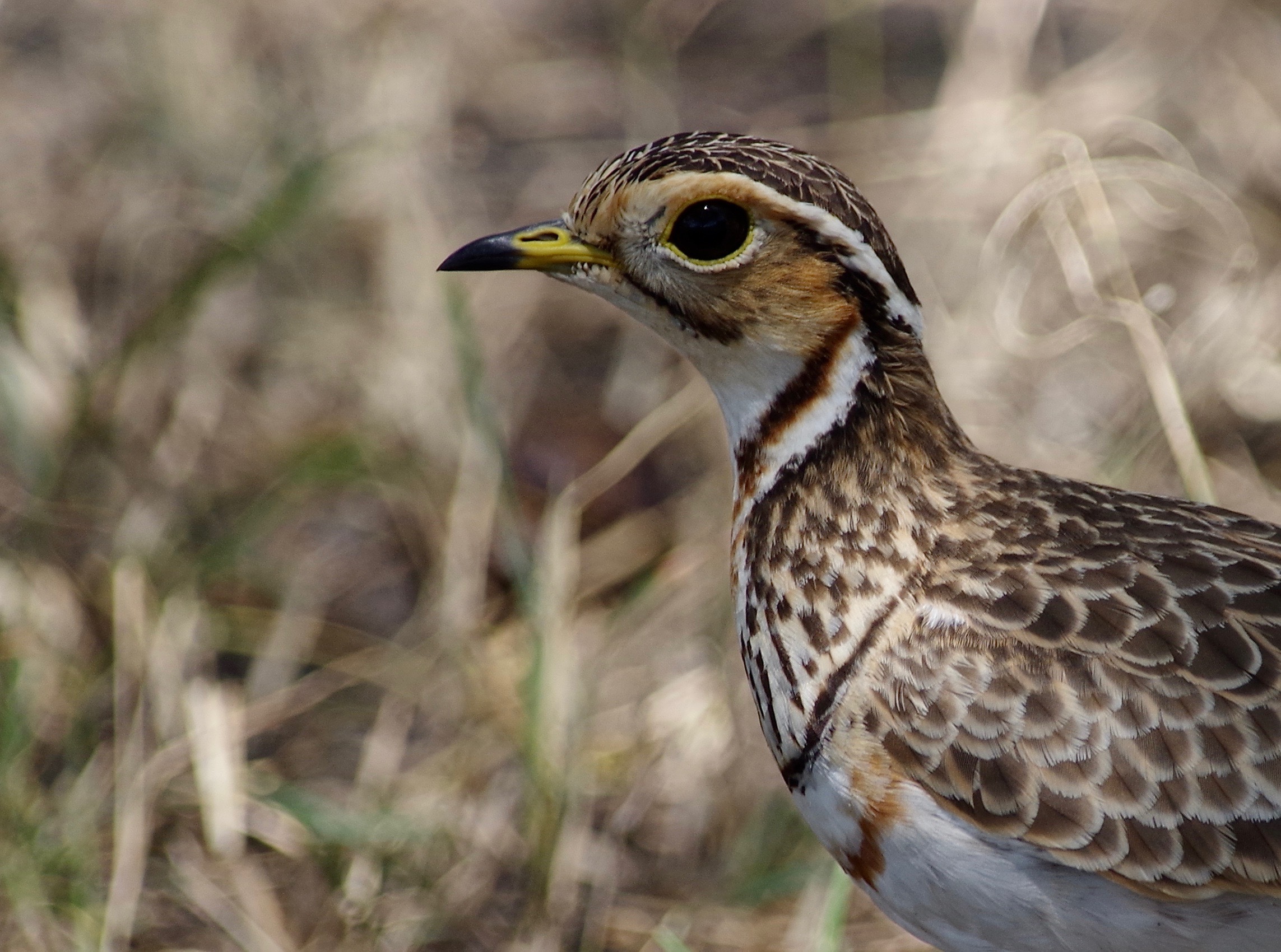 Three-banded Courser