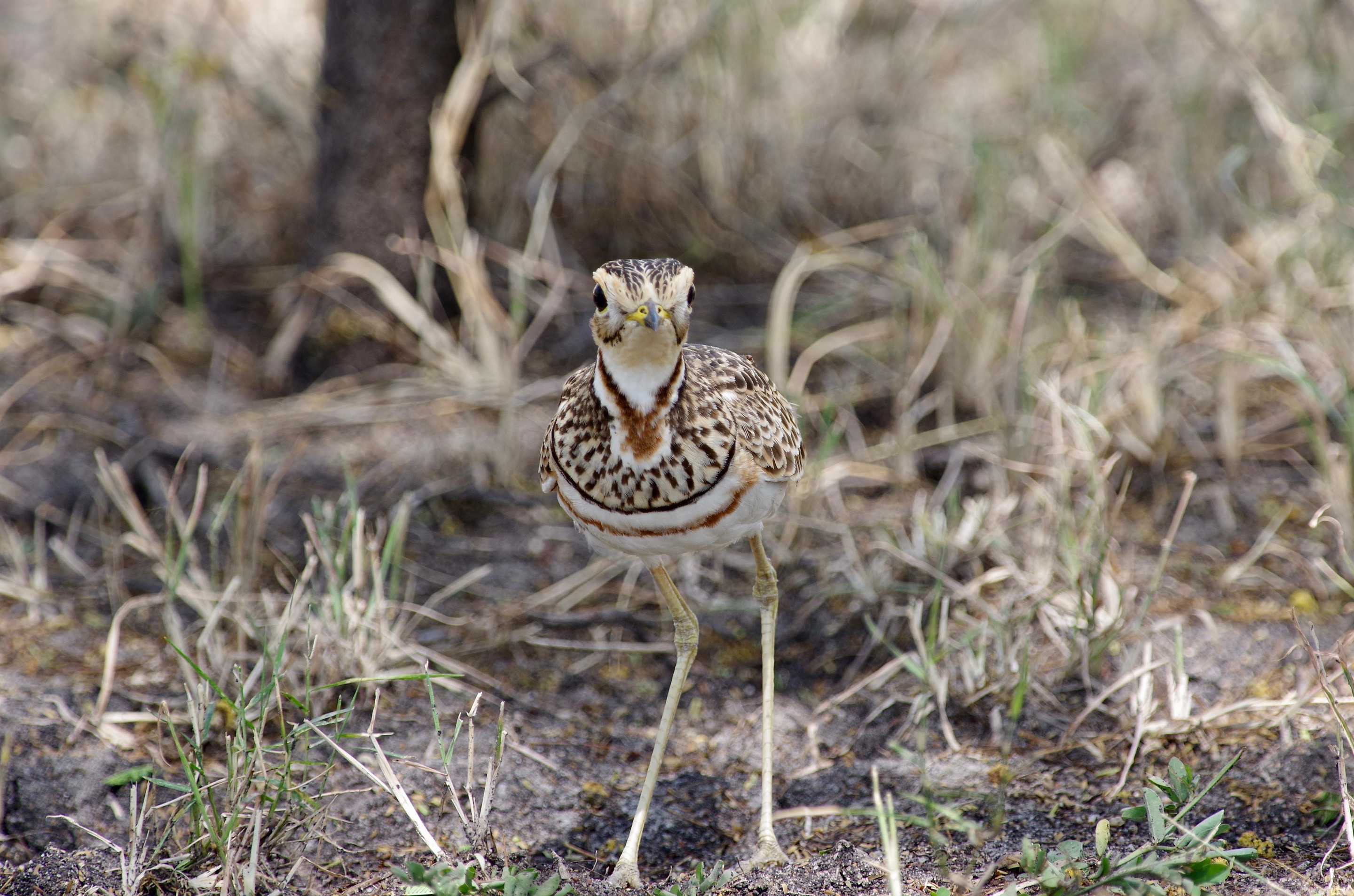 Three-banded Courser