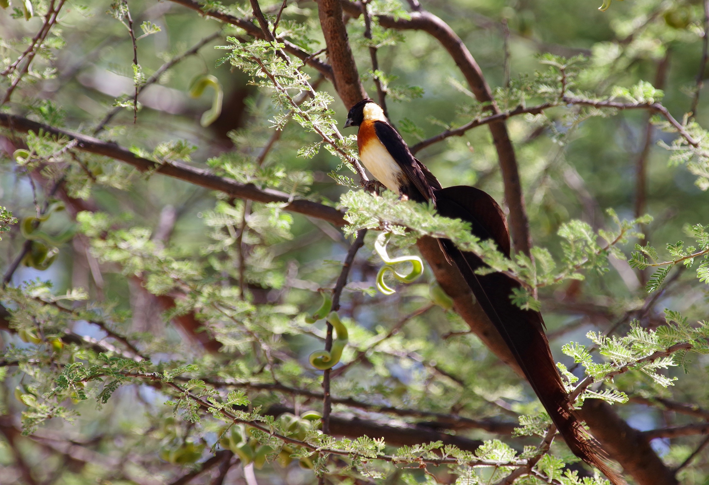 Eastern paradise Whydah