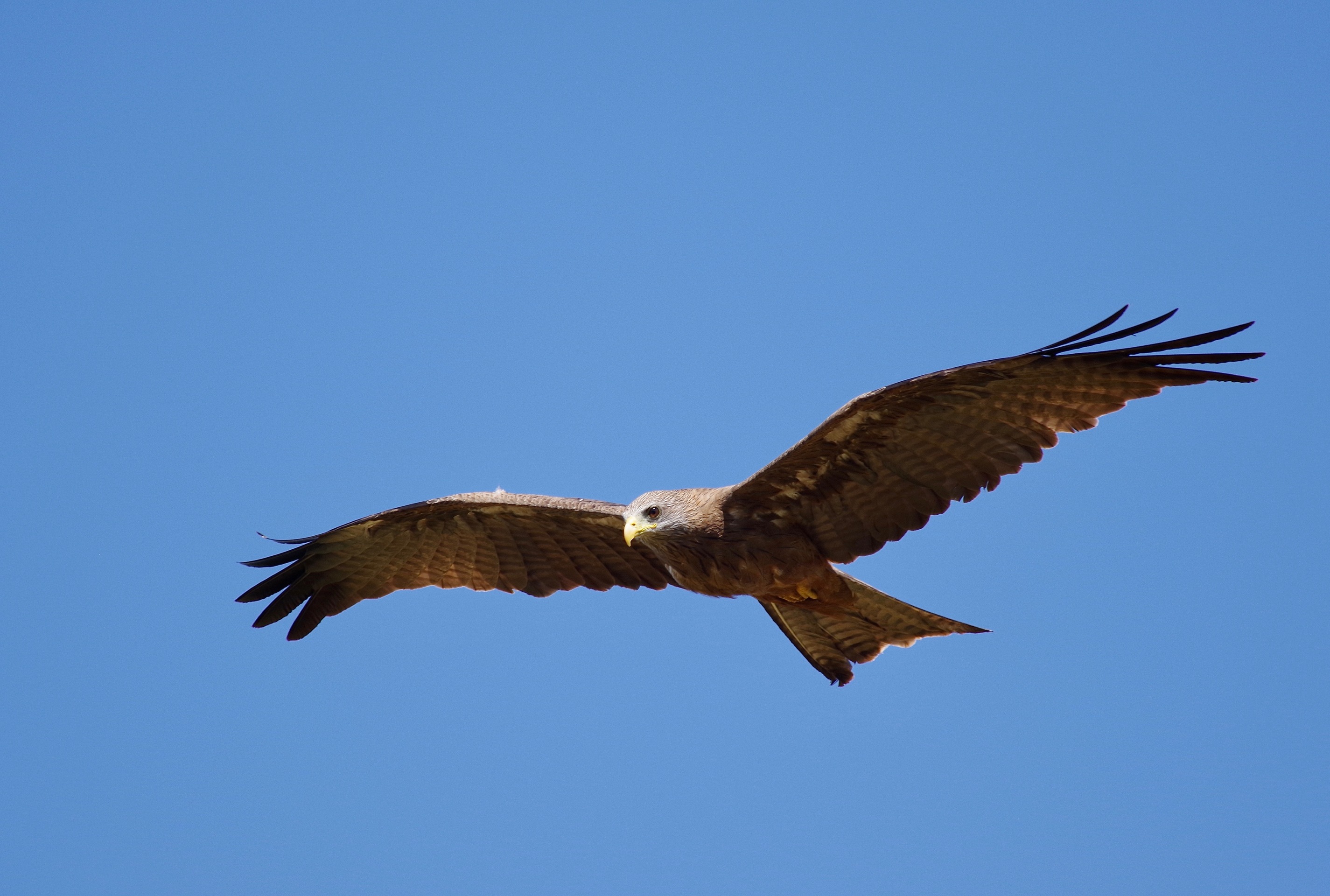 Black Kite (Yellow-billed)