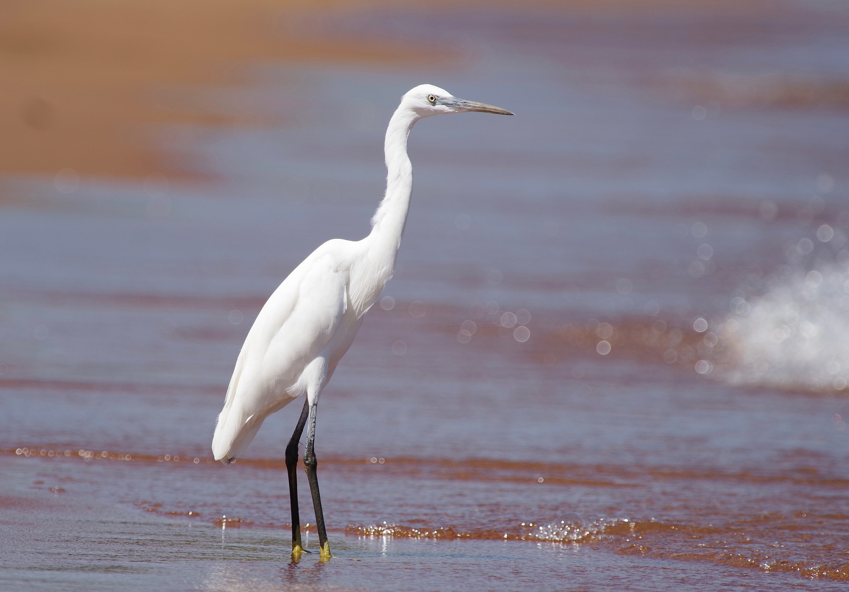 Little Egret