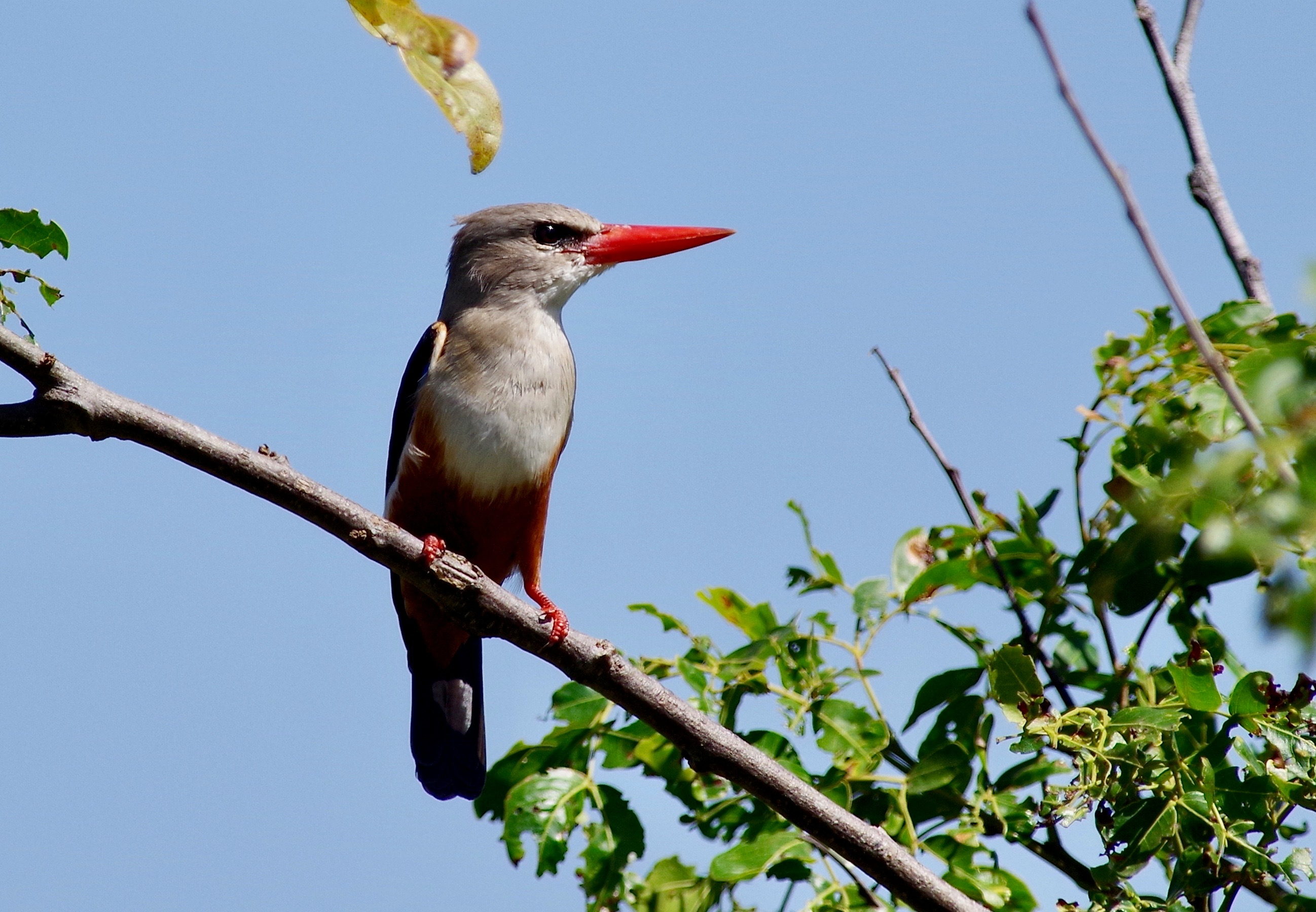 Grey-headed Kingfisher