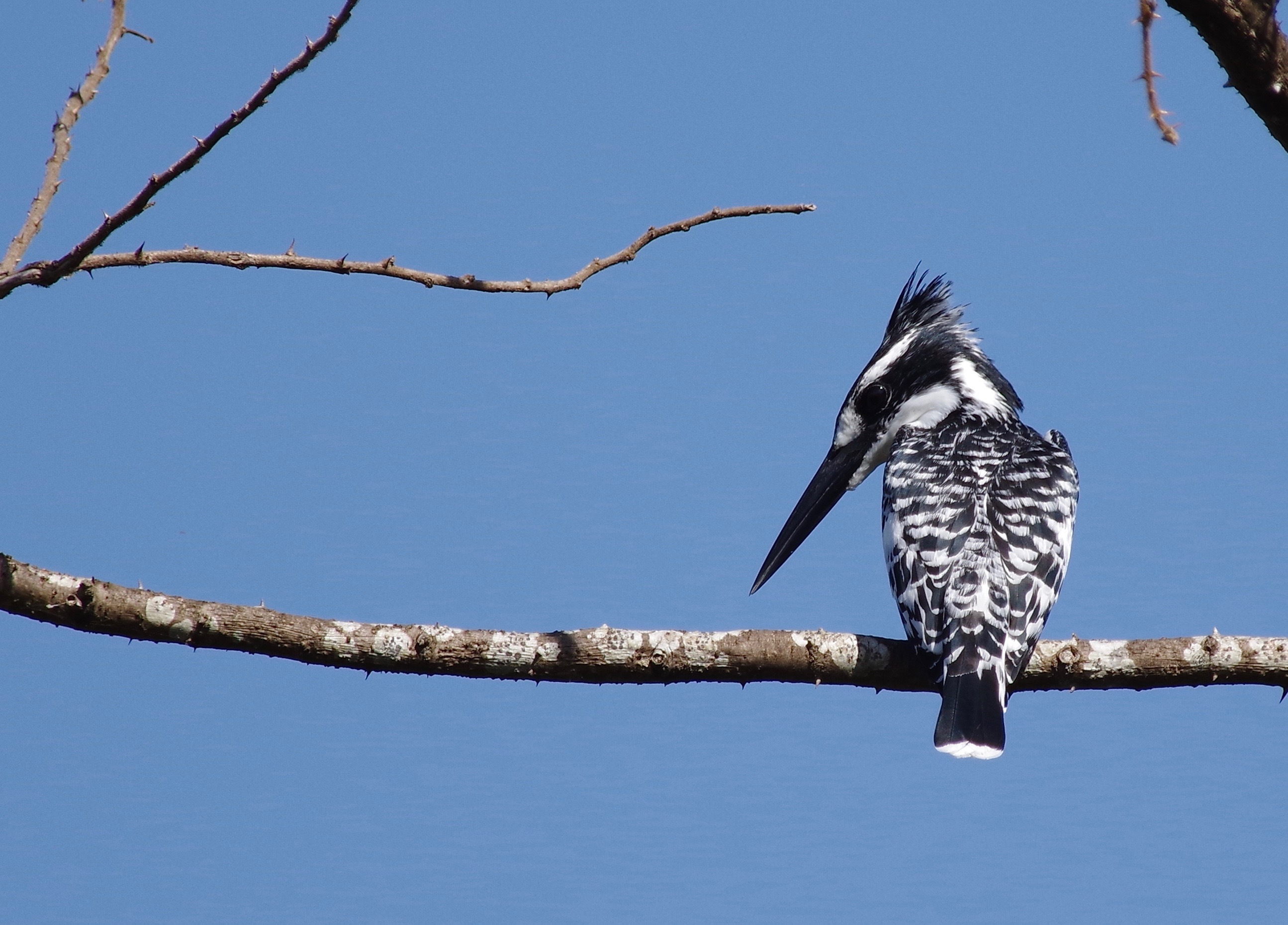 Pied Kingfisher