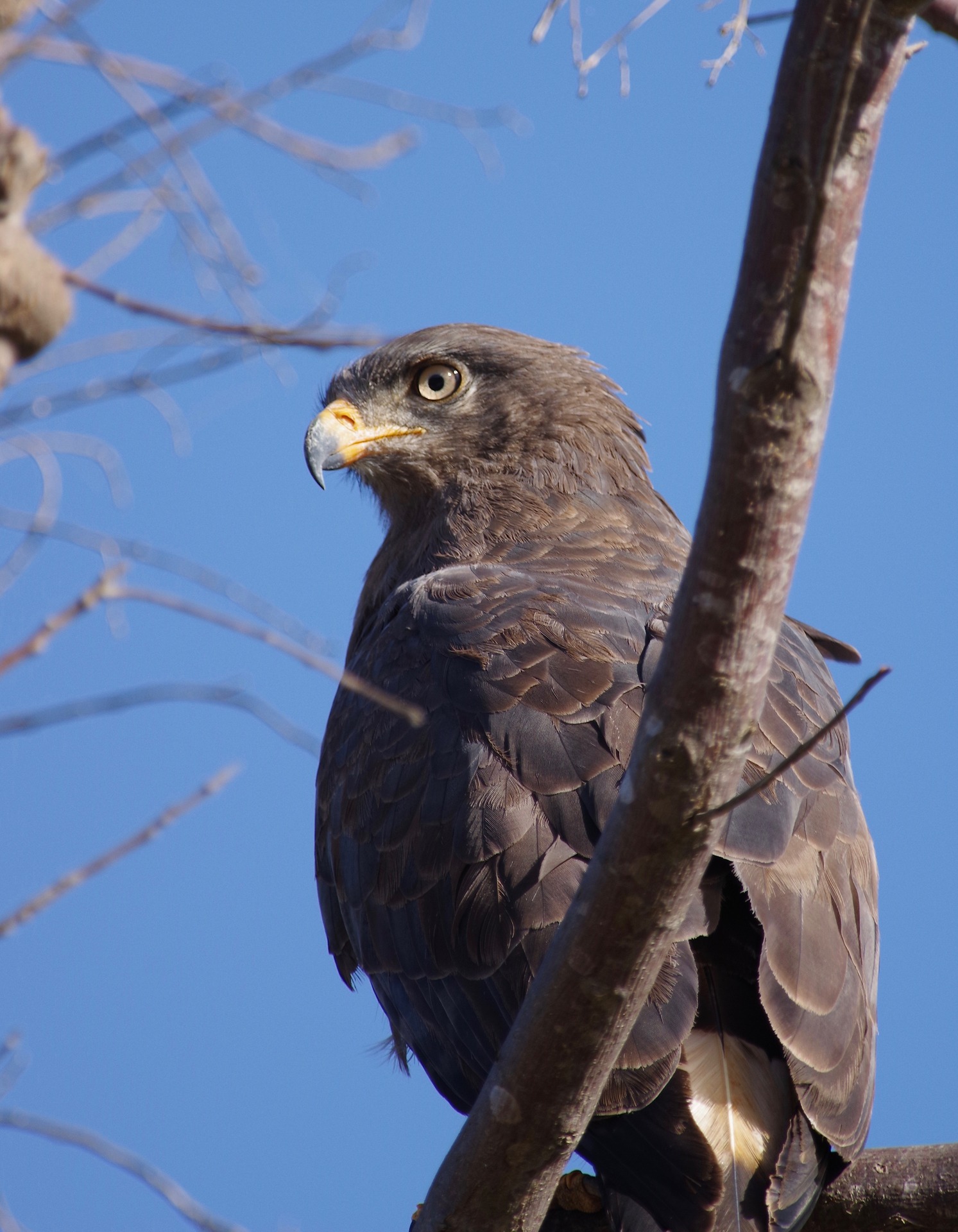 Western banded Snake-eagle