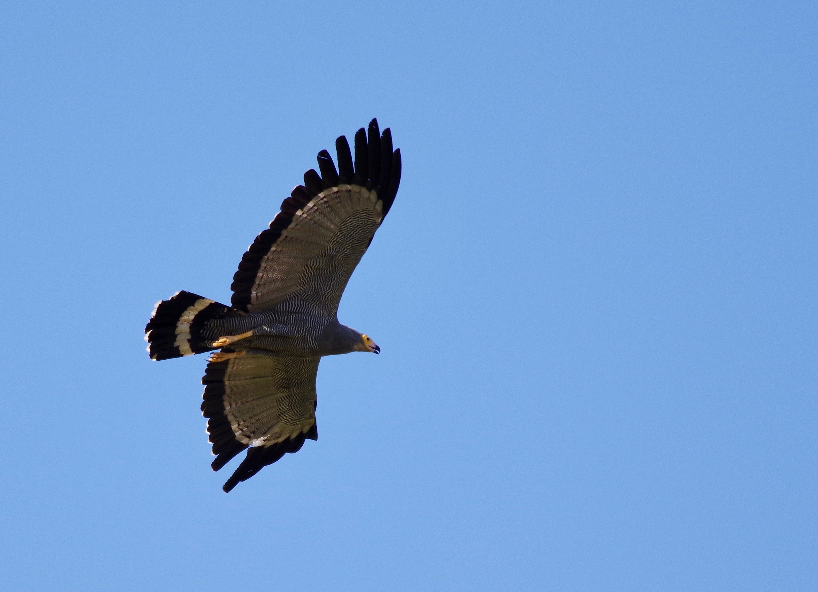 Af. Harrier Hawk