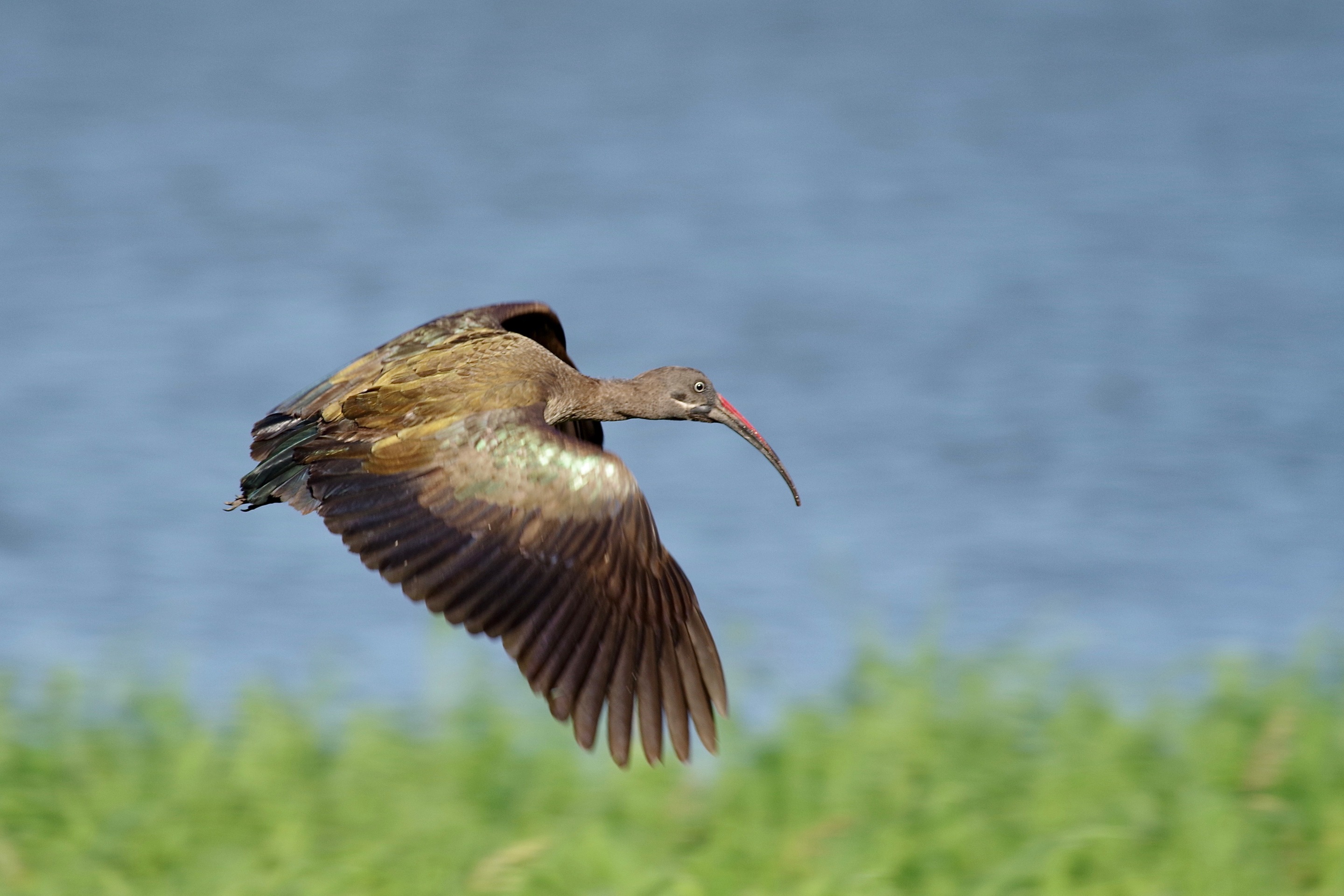 Hadada Ibis