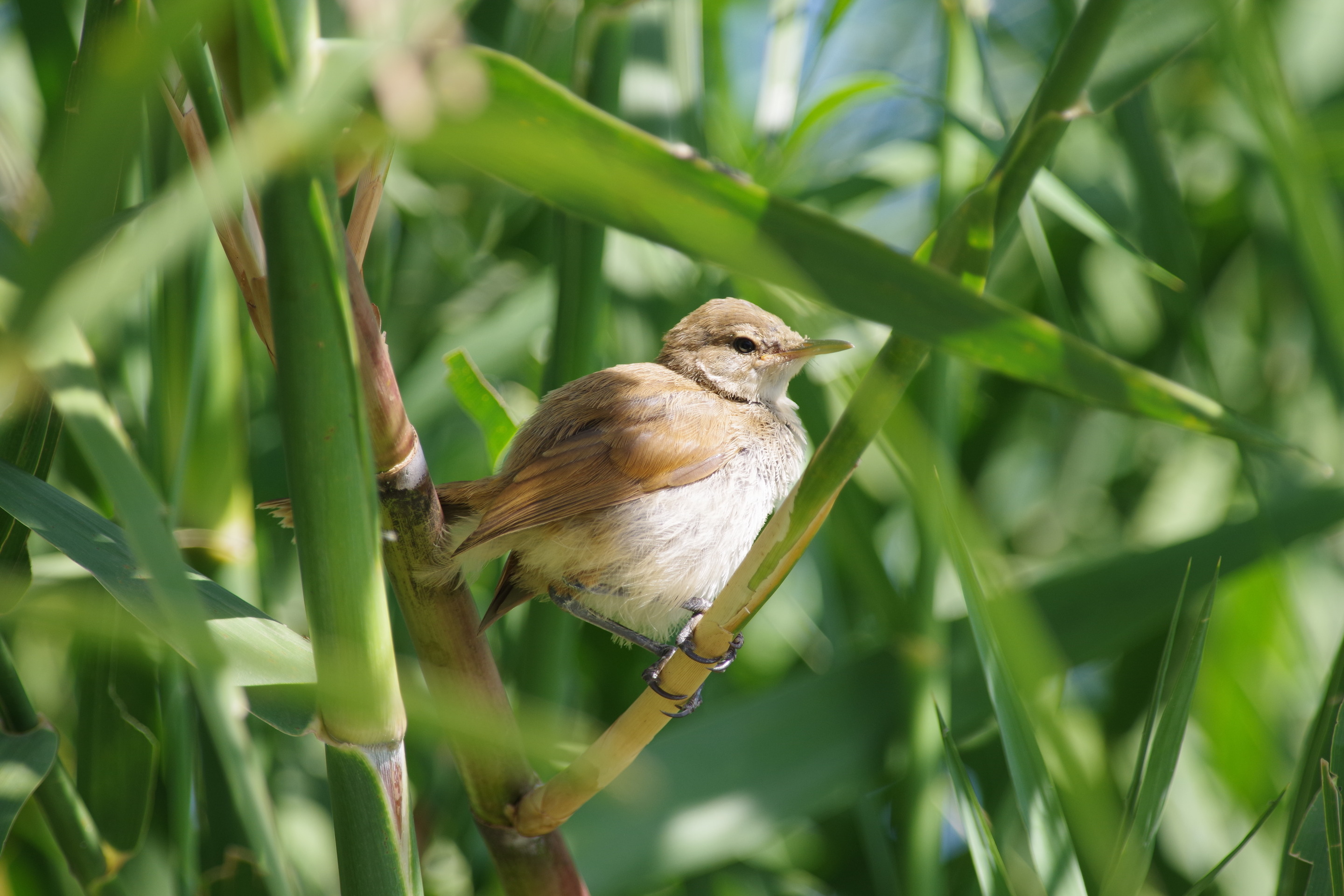 Af. Reed Warbler