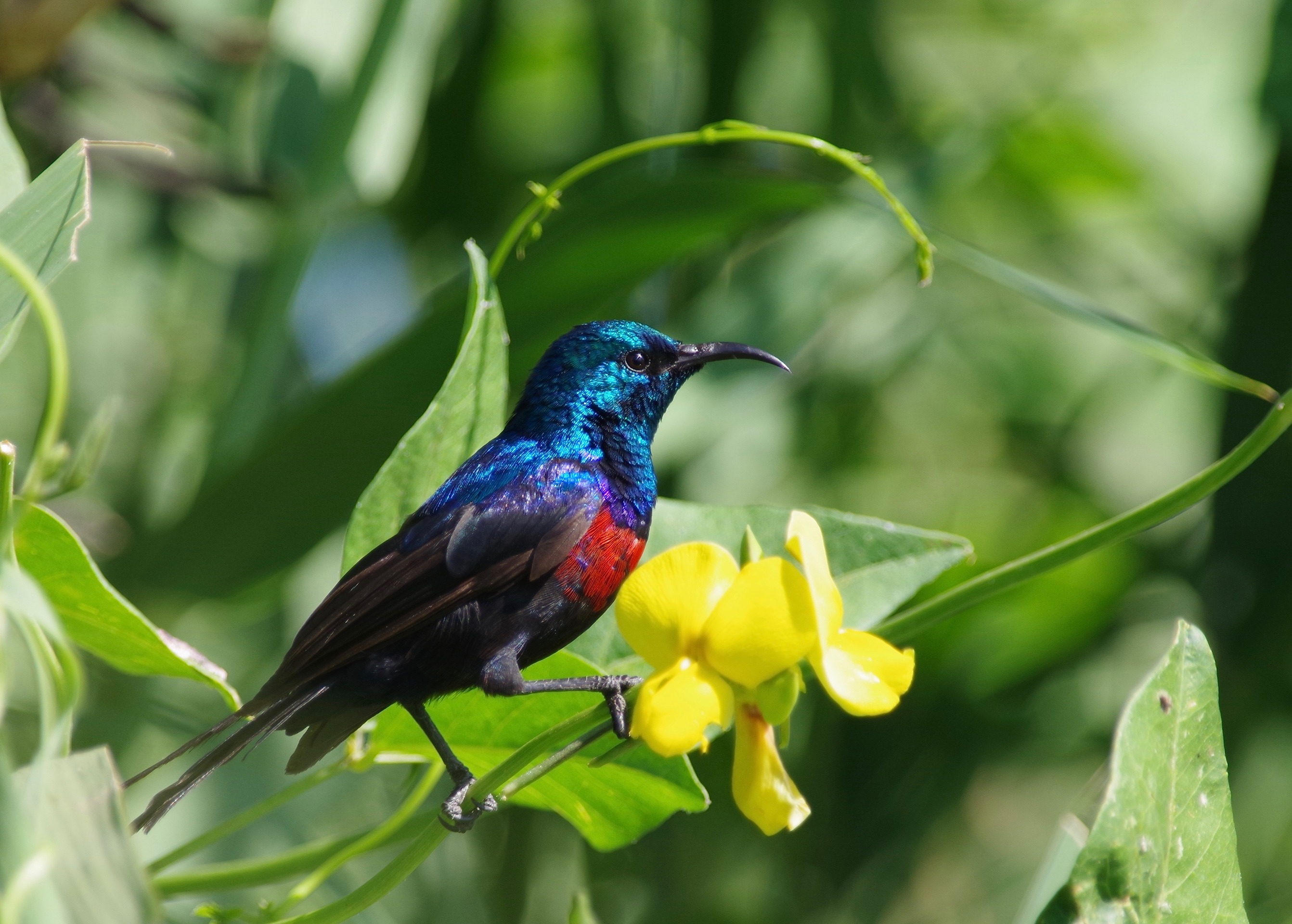 Red-chested Sunbird