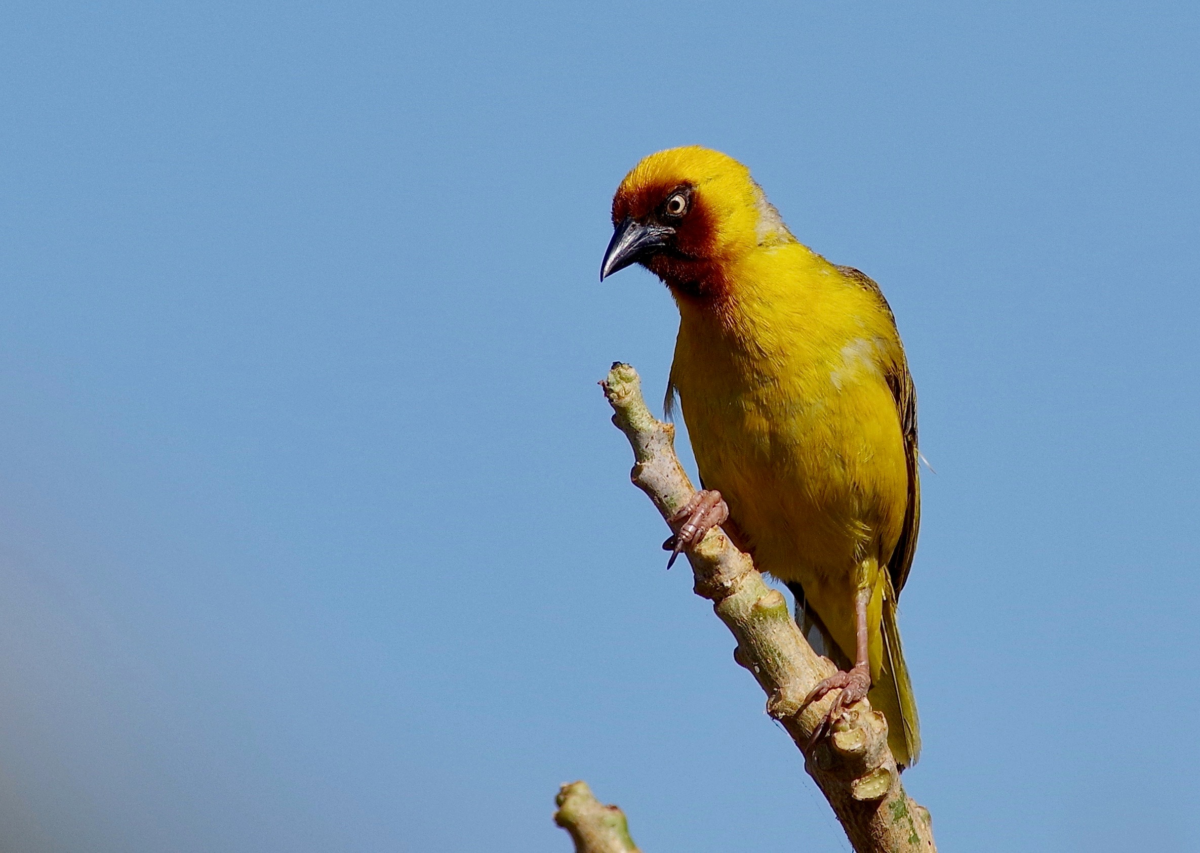 N. Brown-throated Weaver