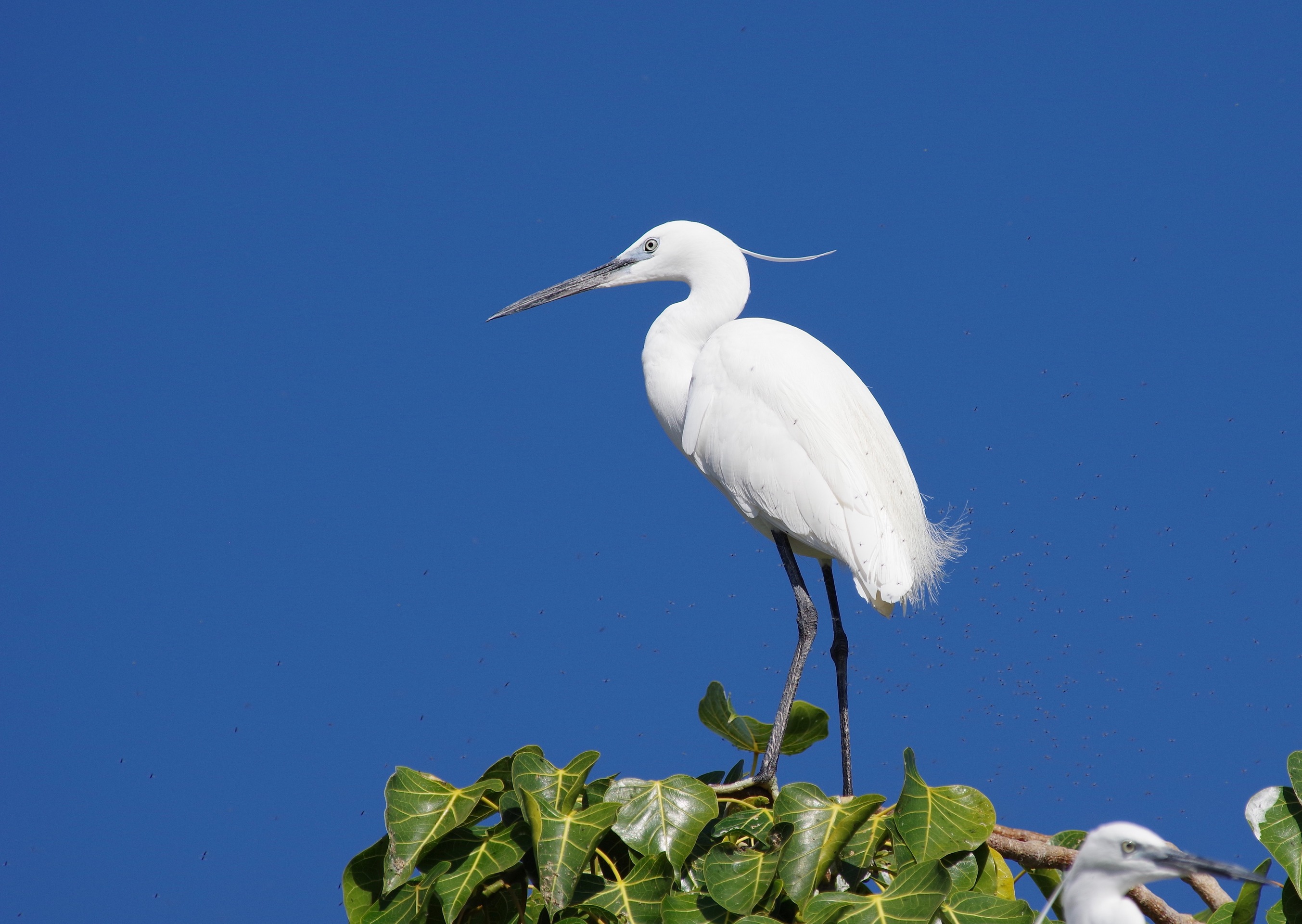 Little Egret