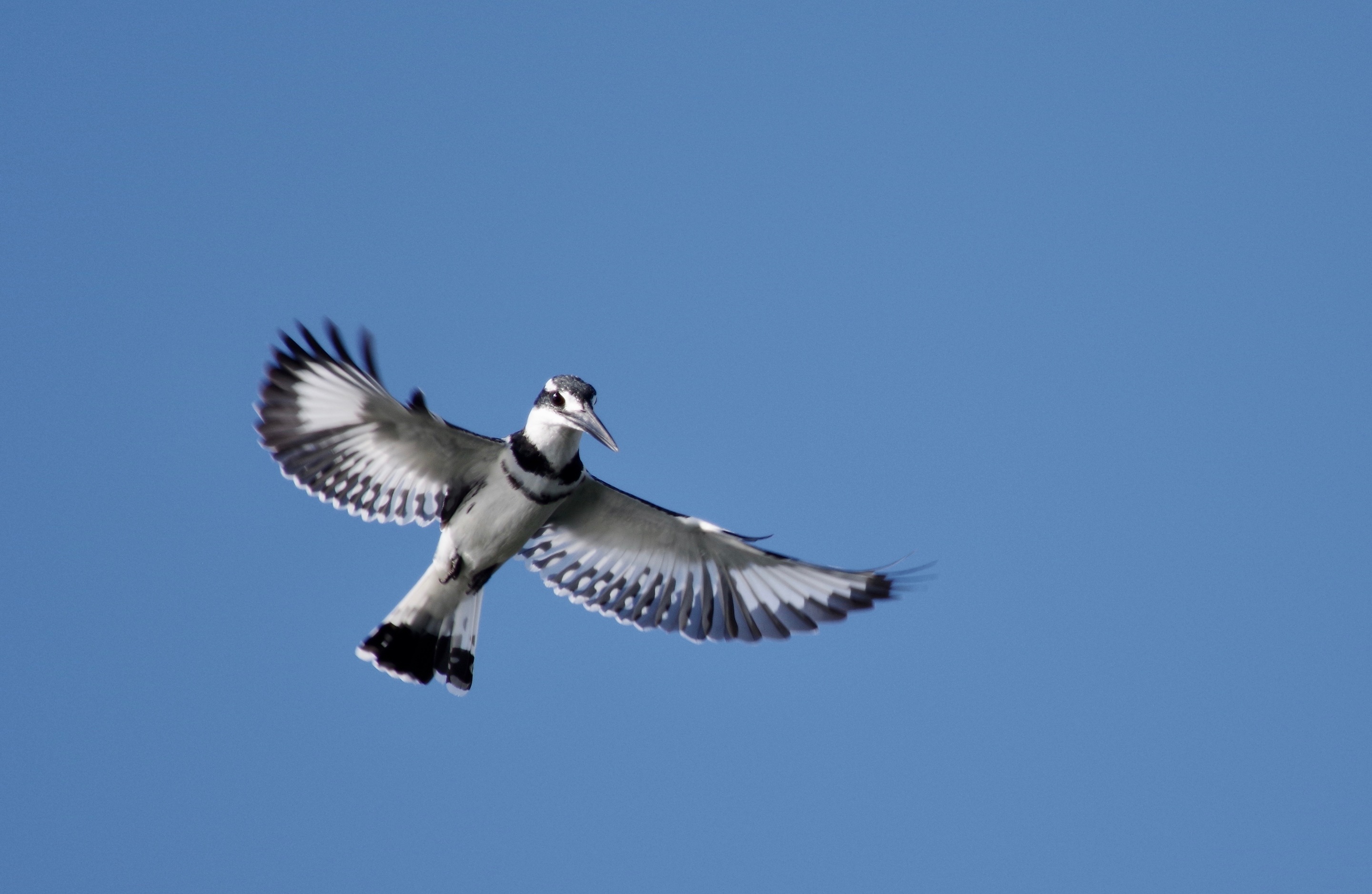 Pied Kingfisher