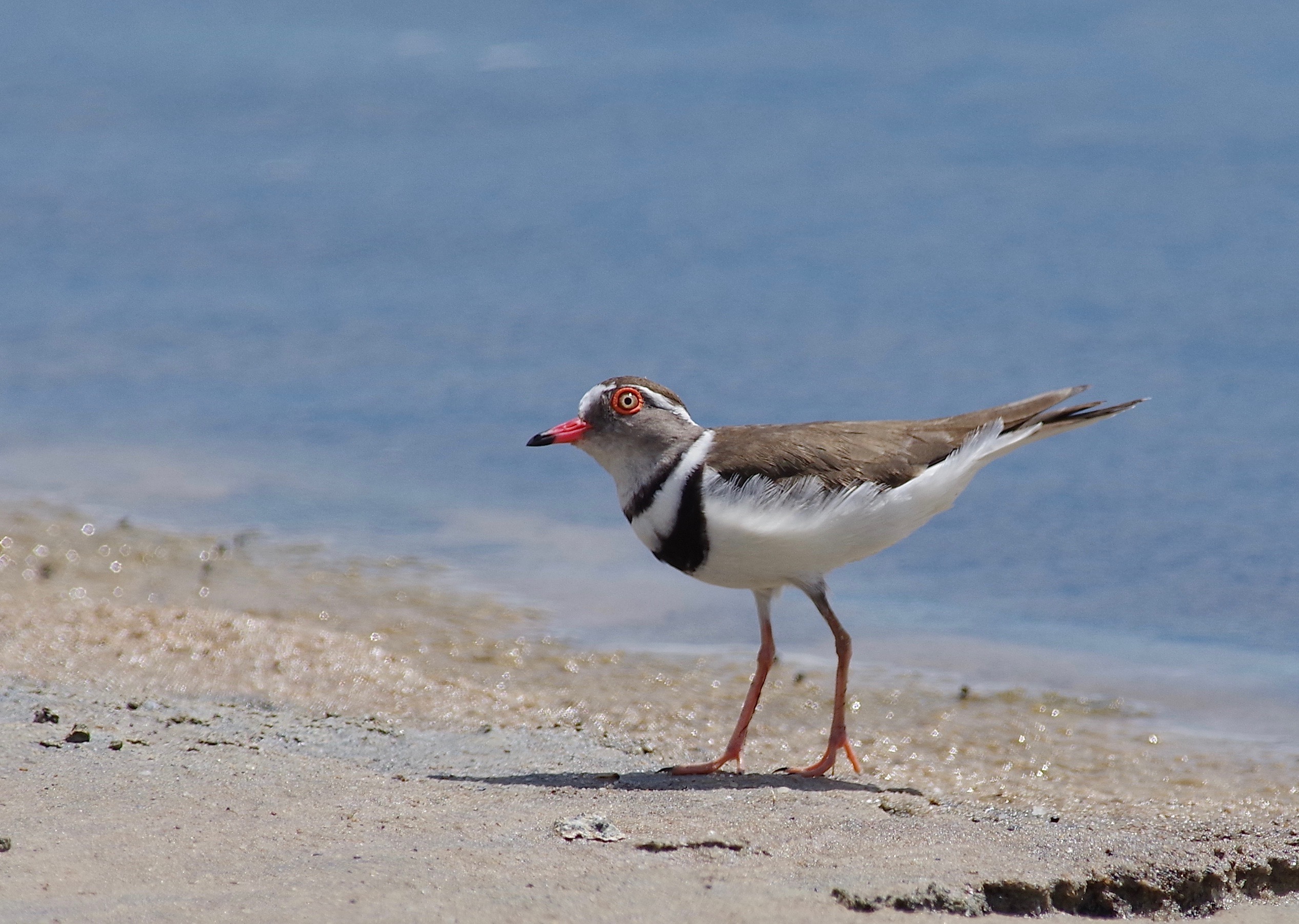 Three-banded Plover