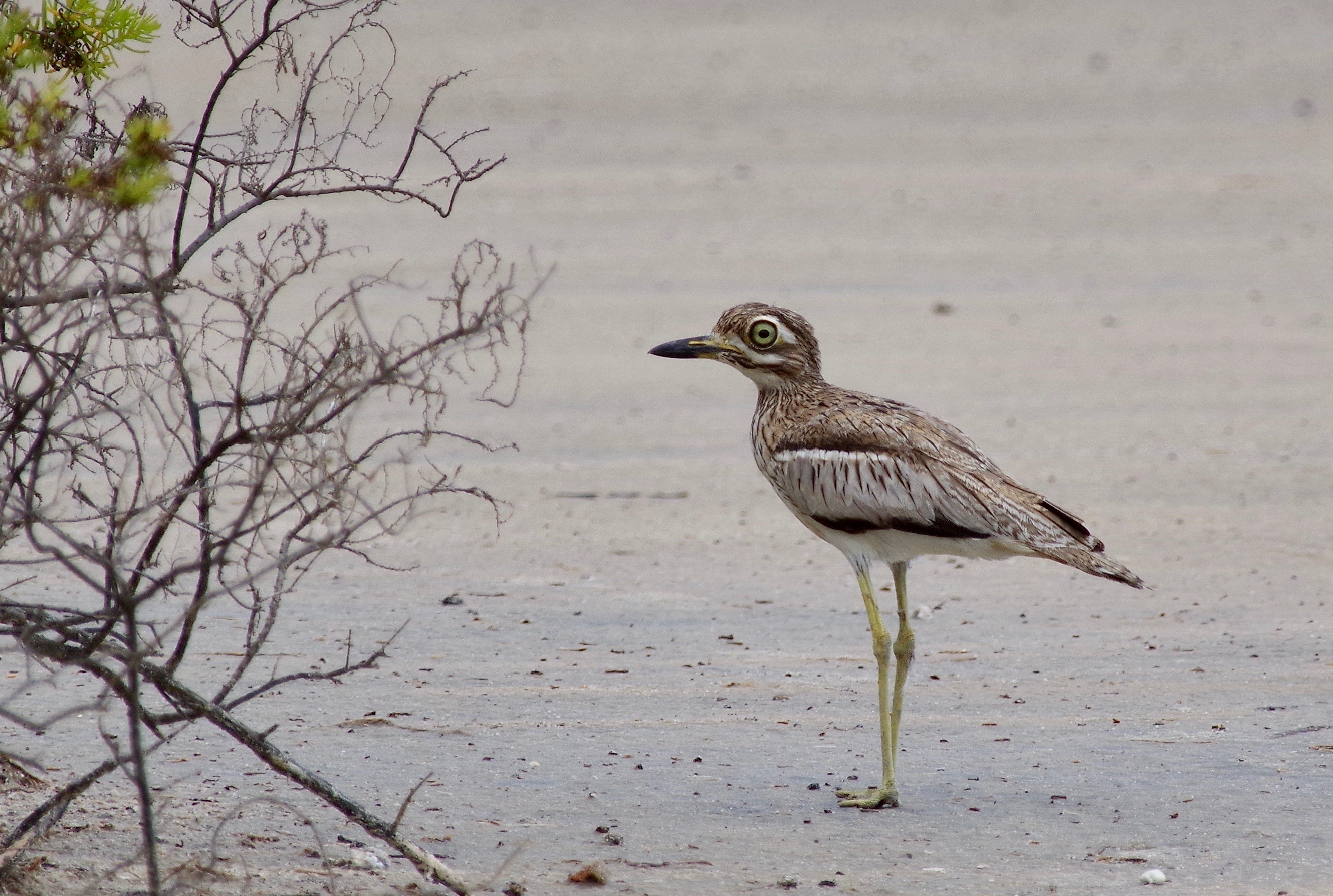 Water Thick-knee