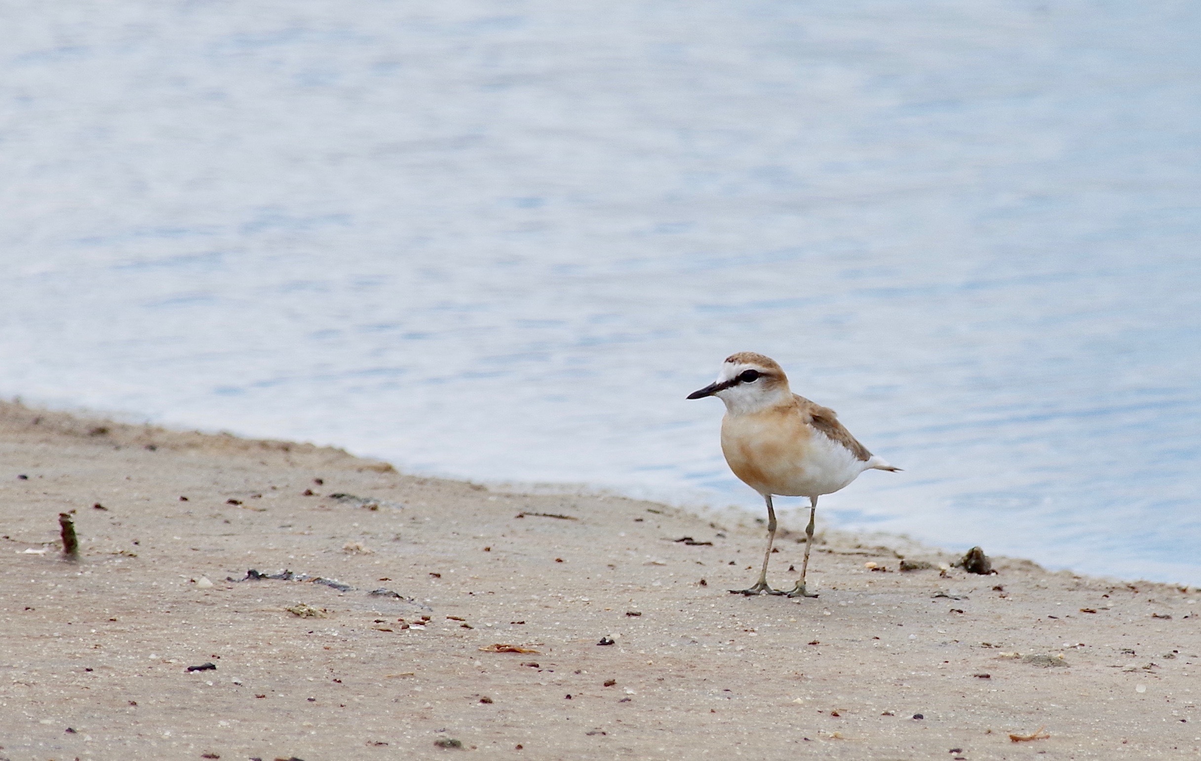 White-fronted Plover