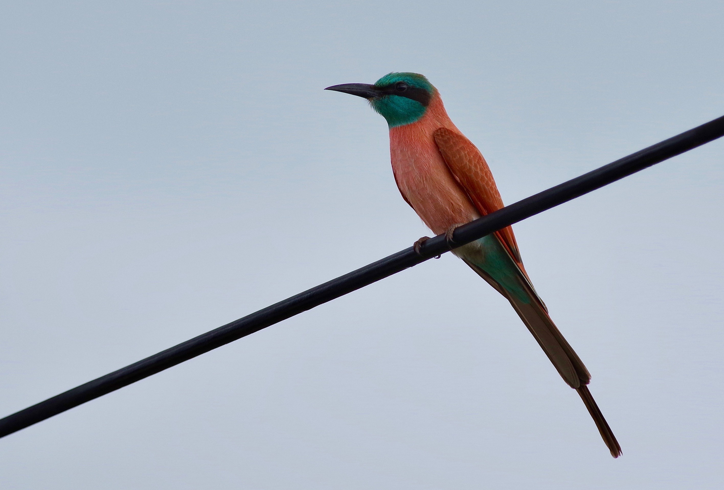 N. Carmine Bee-eater