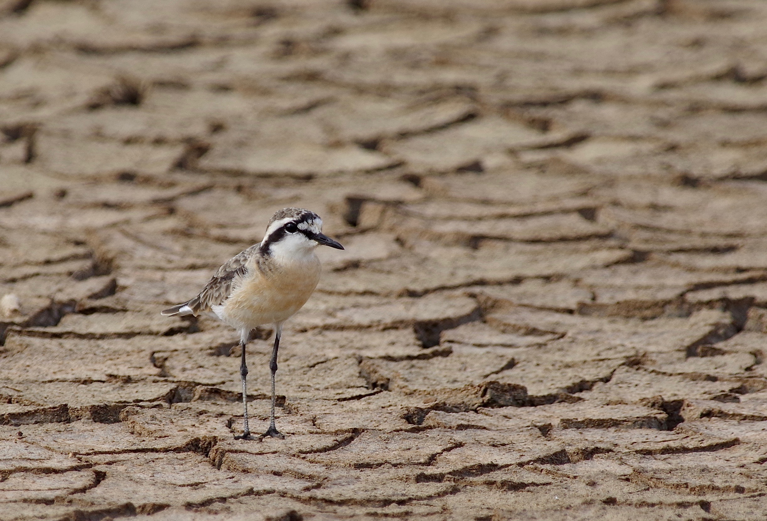 Kittlitz's Plover