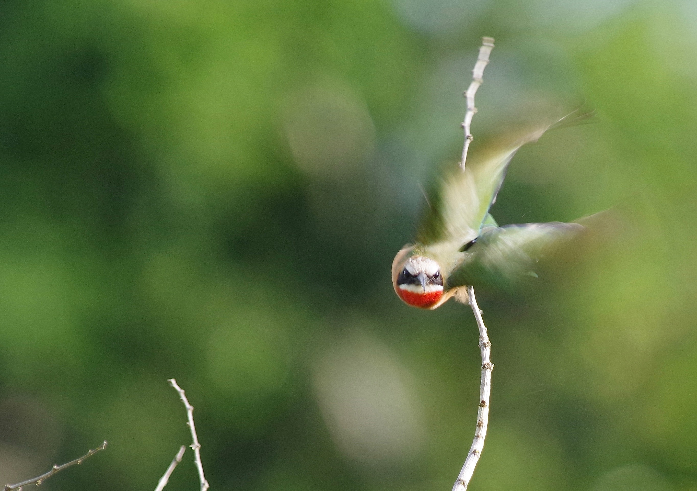 White-fronted Bee-eater