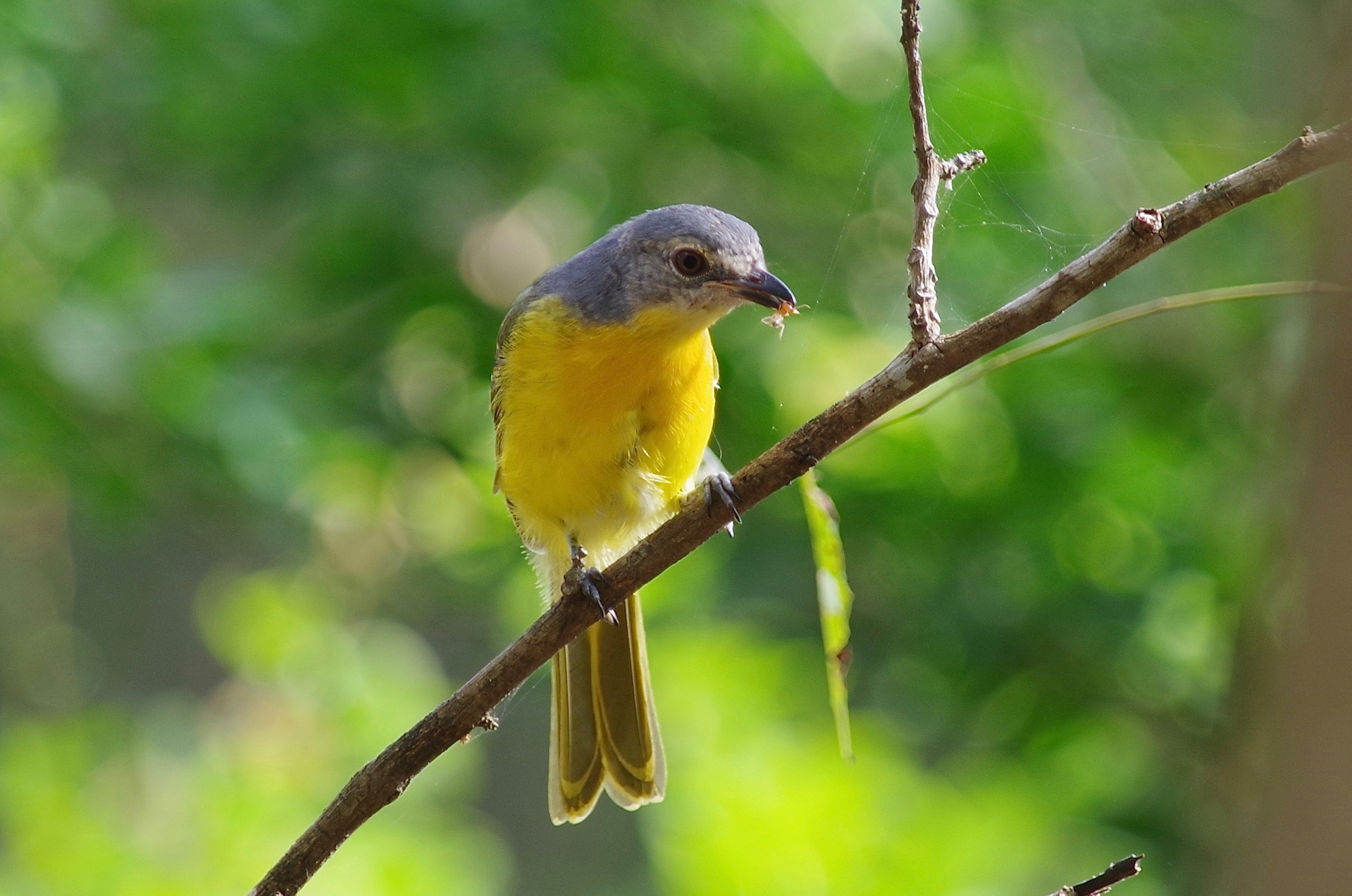 Sulphur-fronted Bush-Shrike