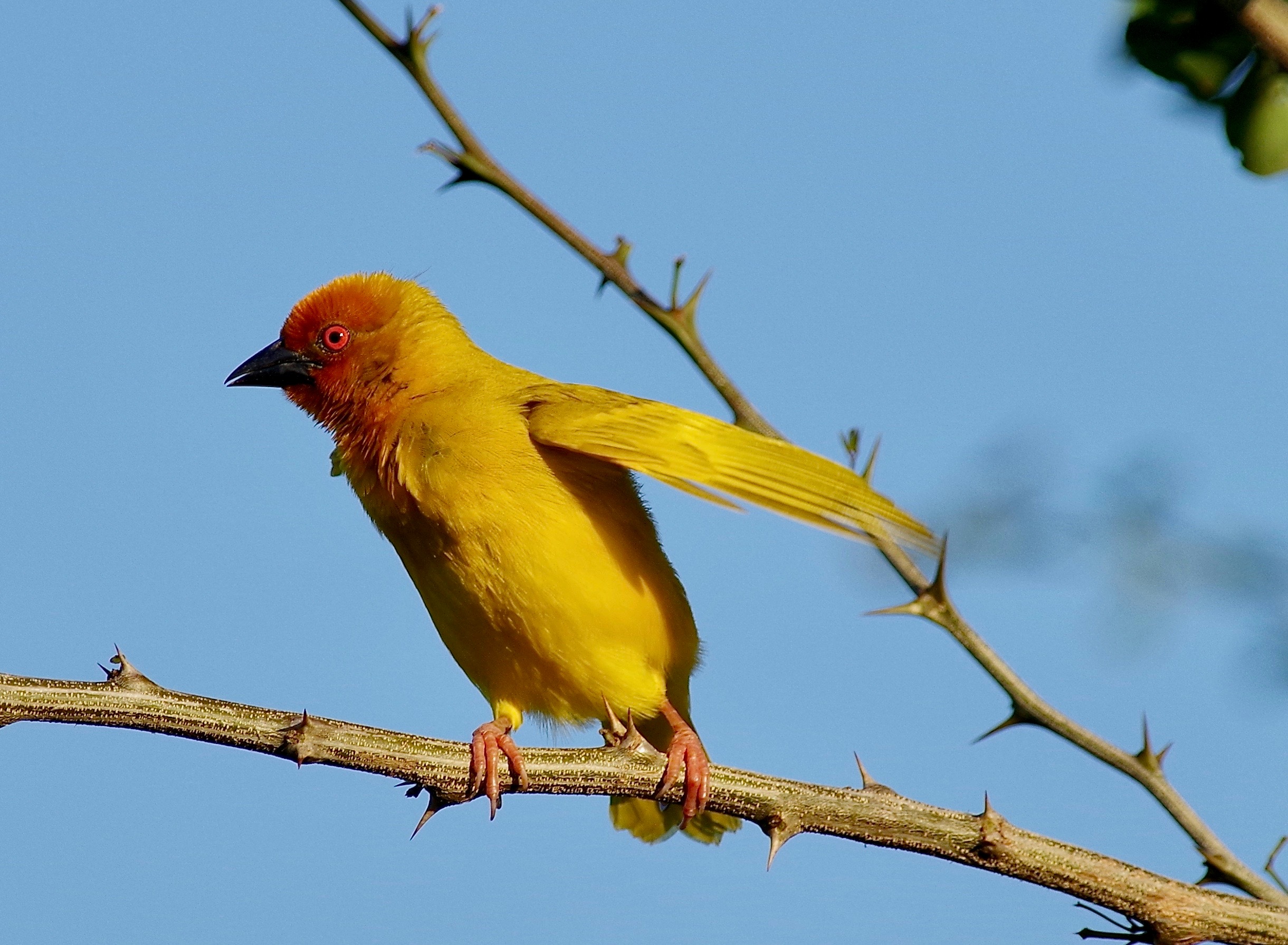 Af.Golden Weaver