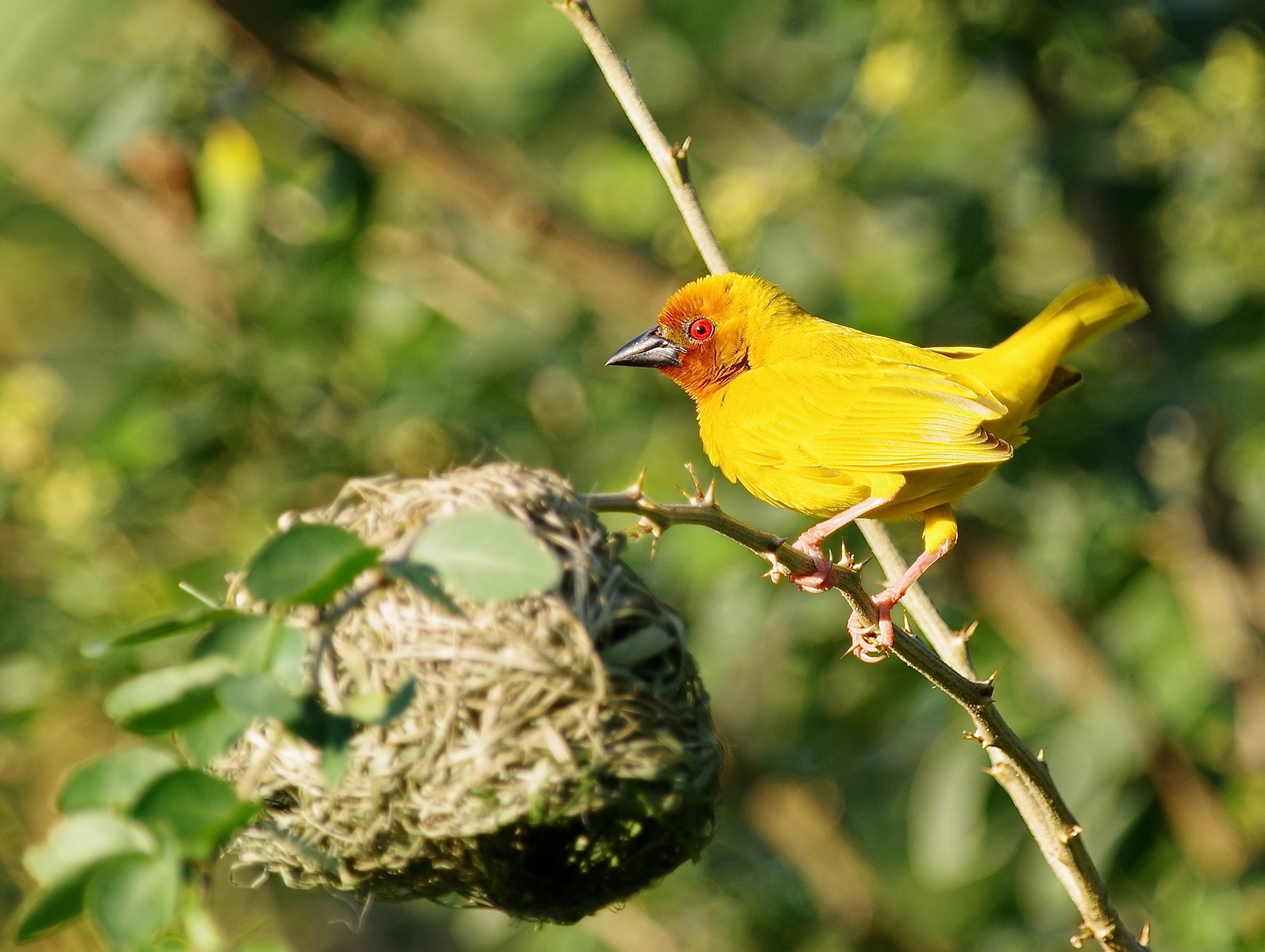 Af. Golden weaver 2