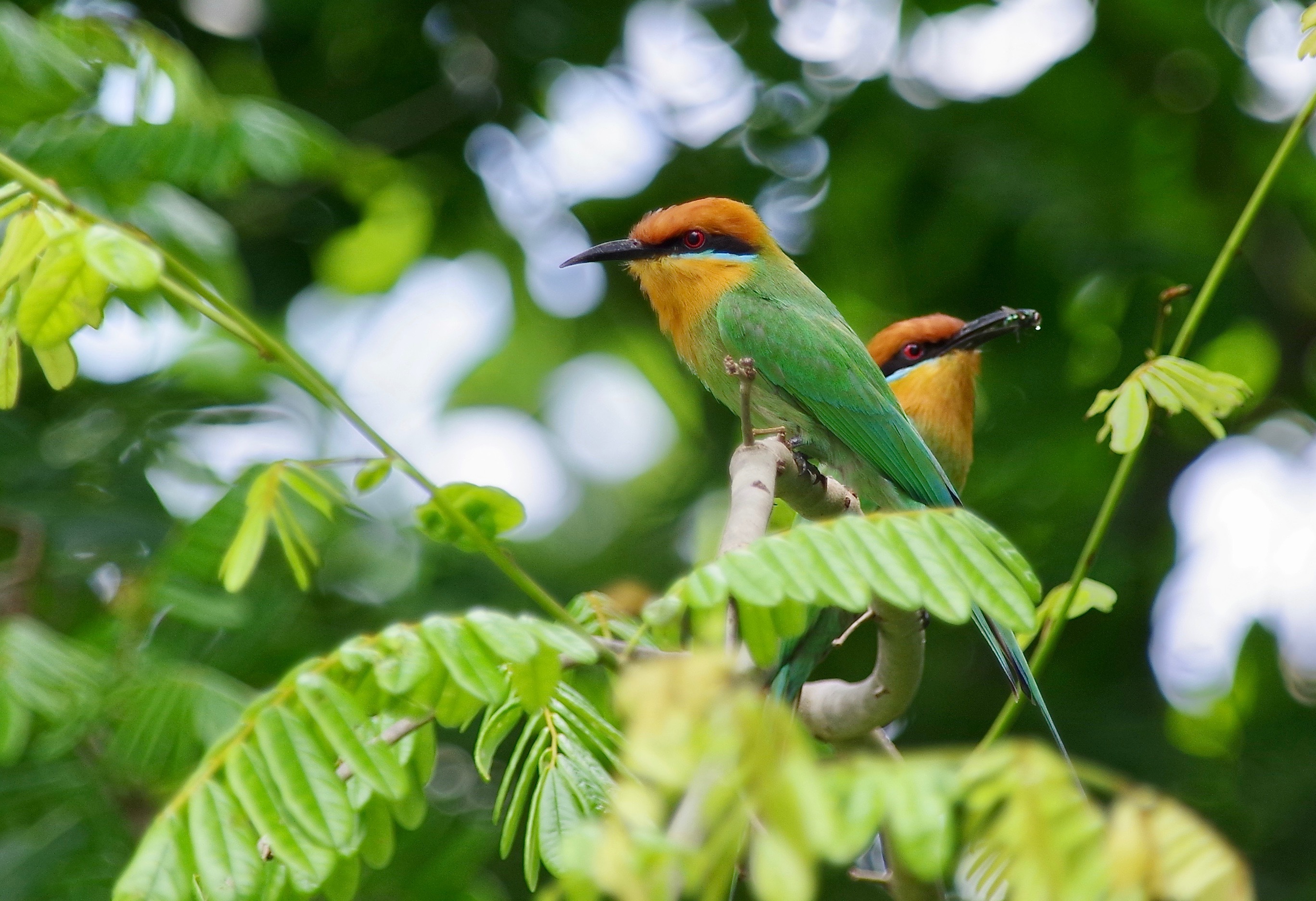 Böhm's Bee-eater