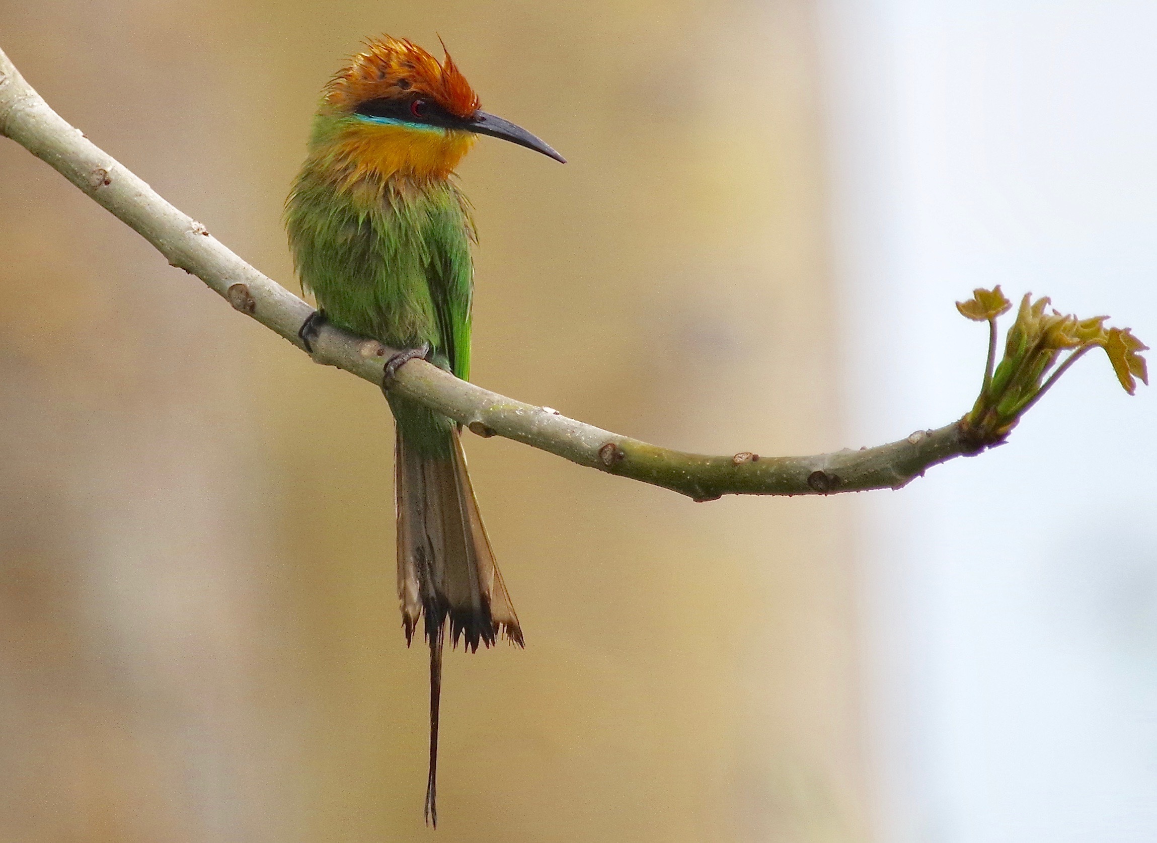 Böhm's Bee-eater 2