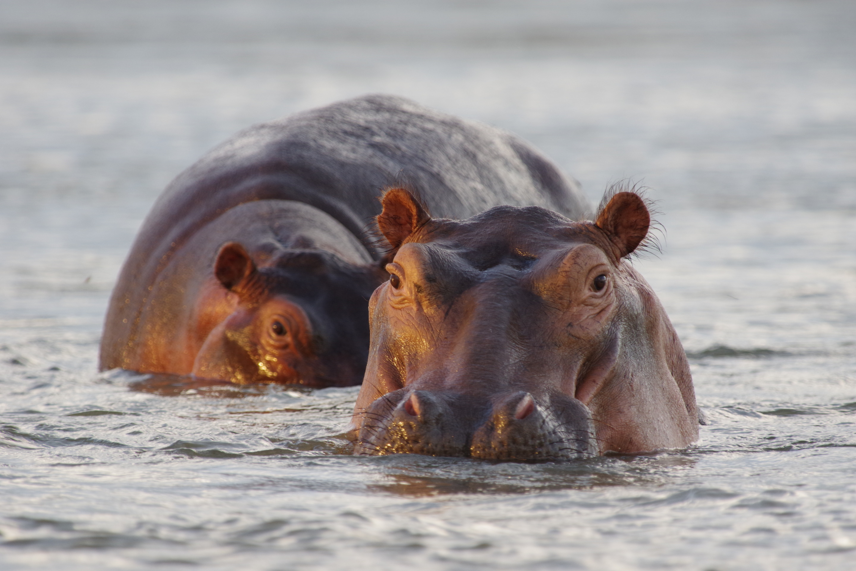 Hippos