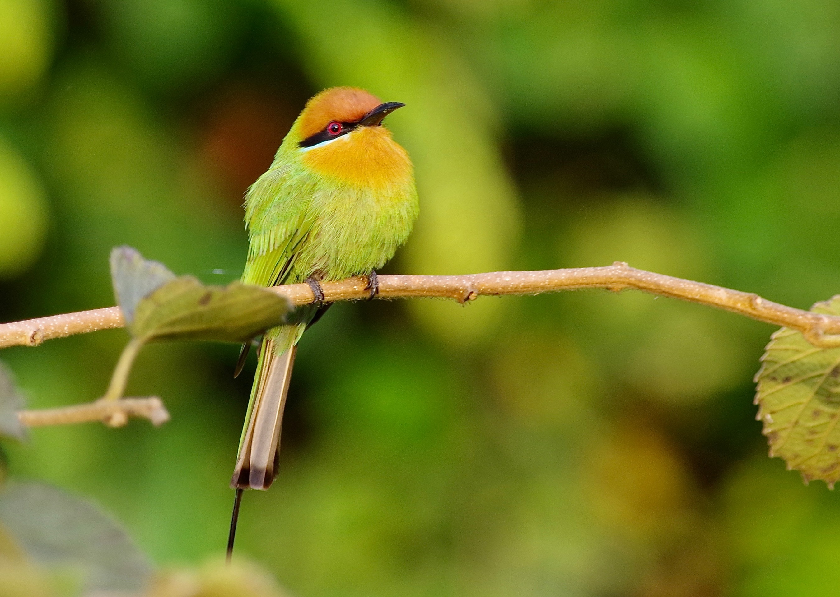 Böhm's Bee-eater 3