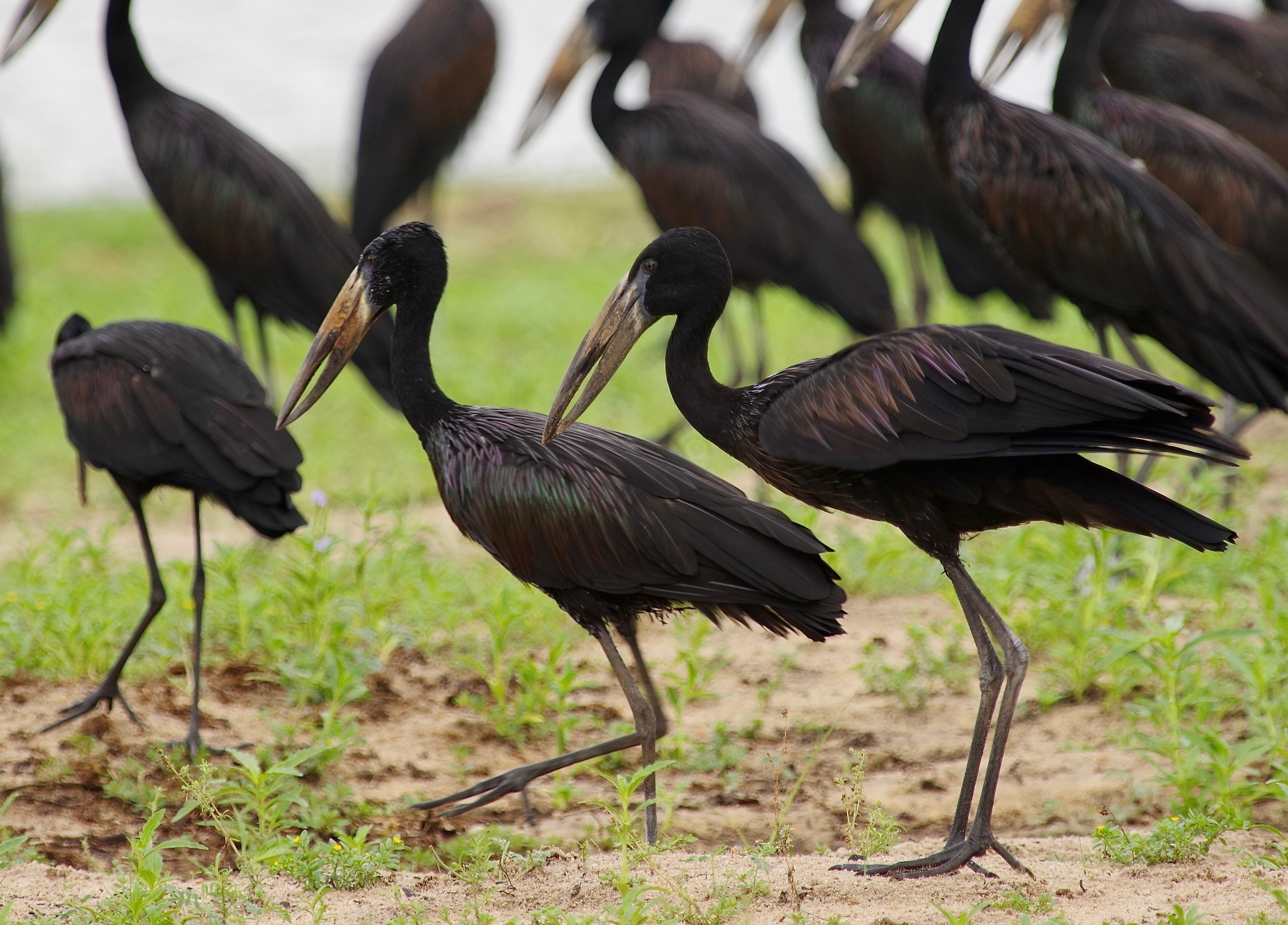 Af. Open-billed Storks