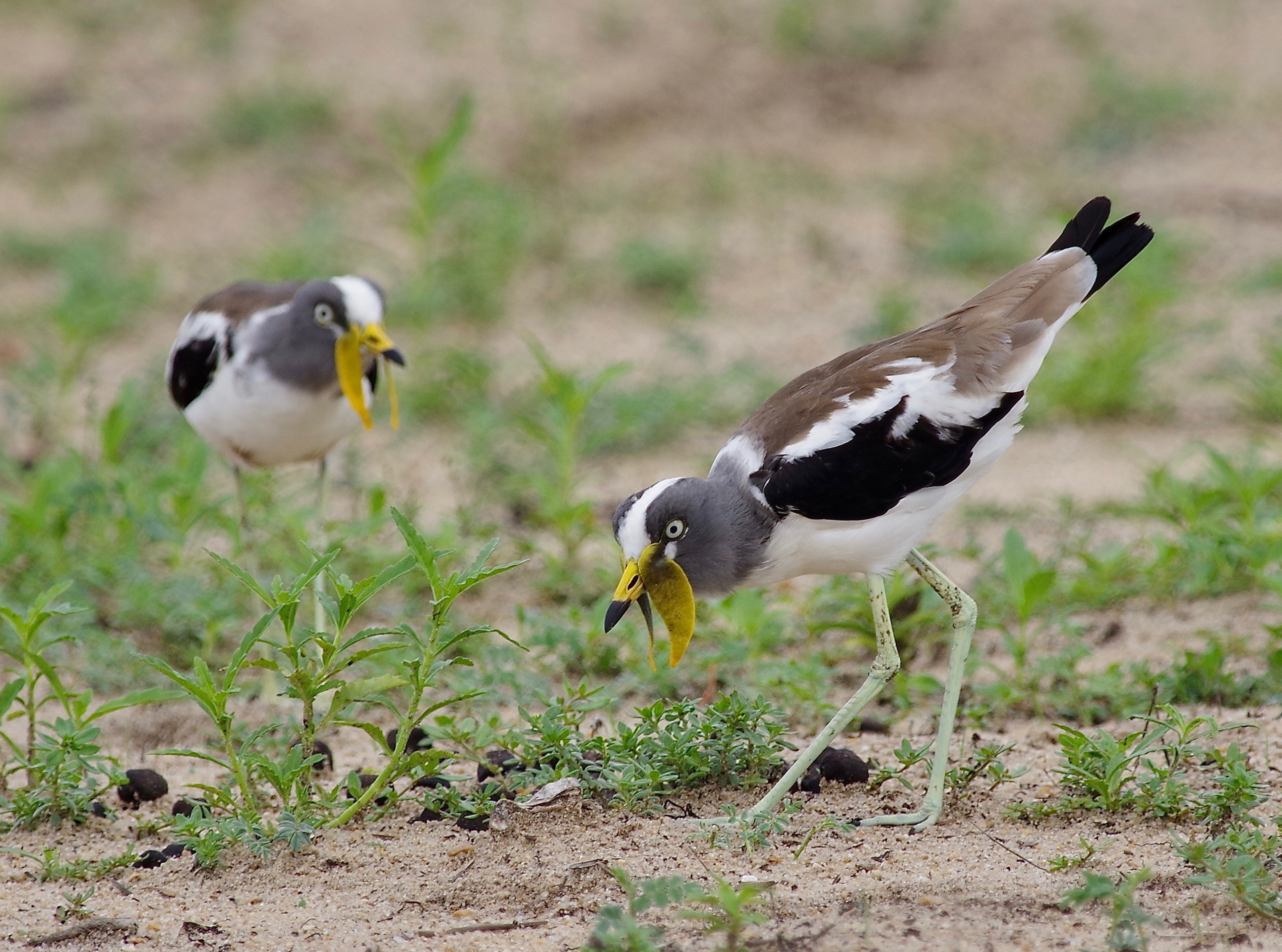 White-crowned Lapwing