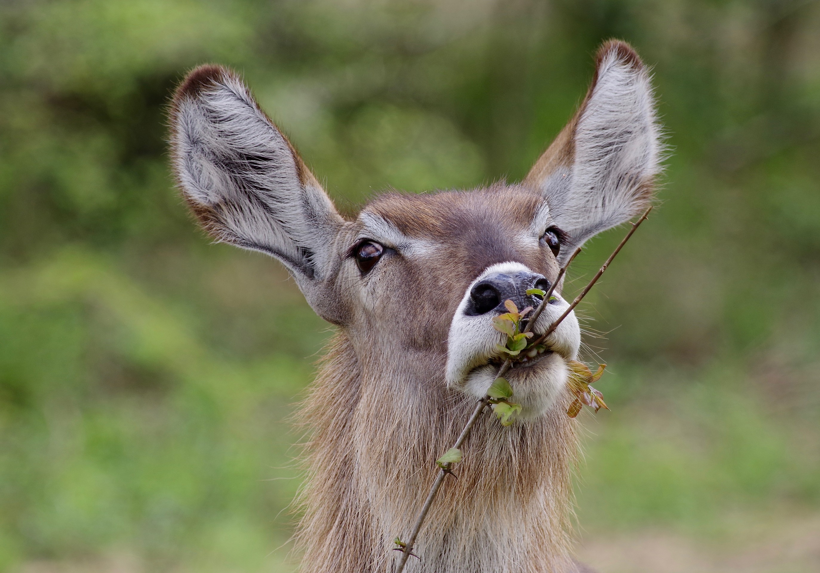 Water Buck