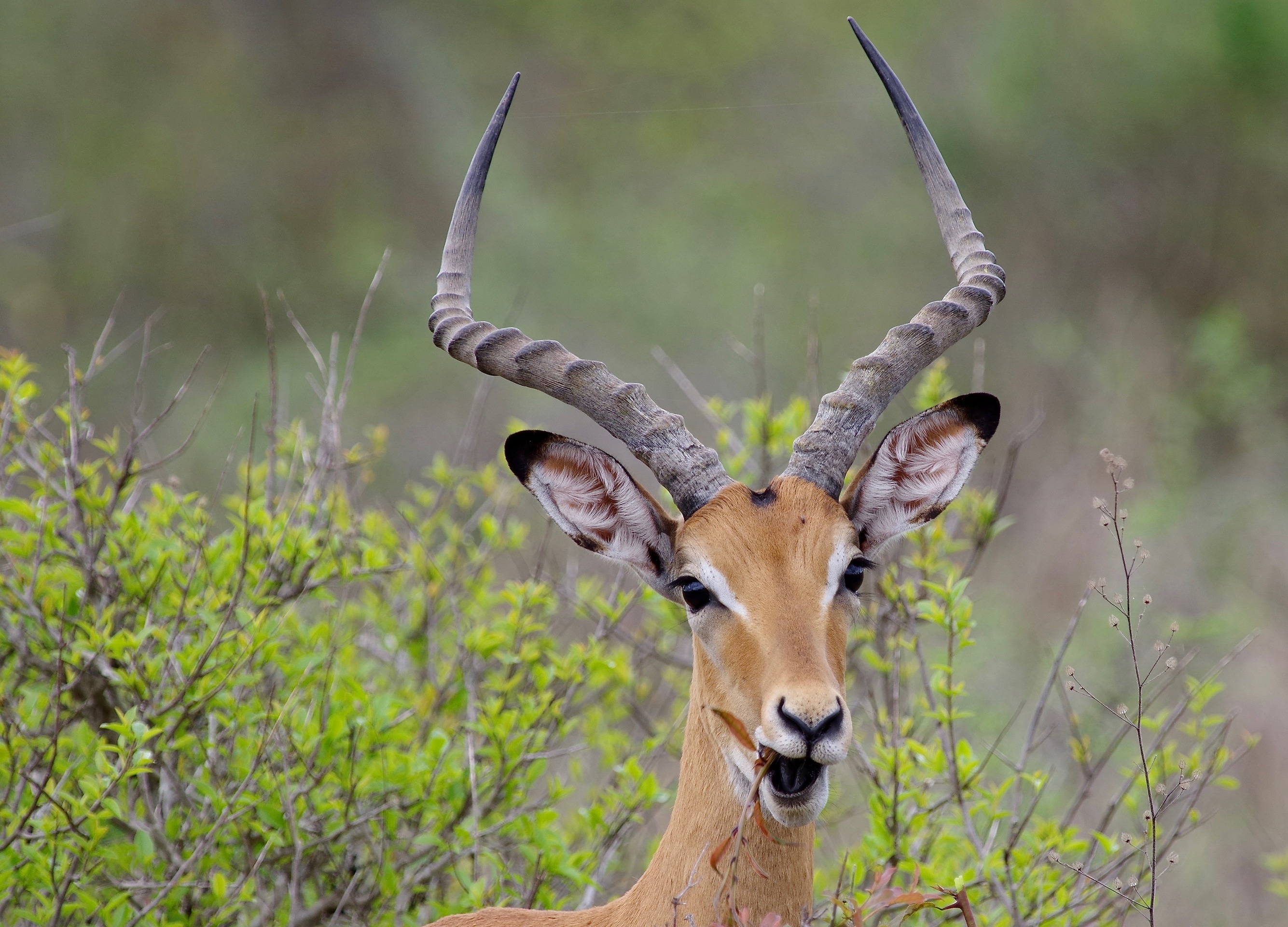 Impala