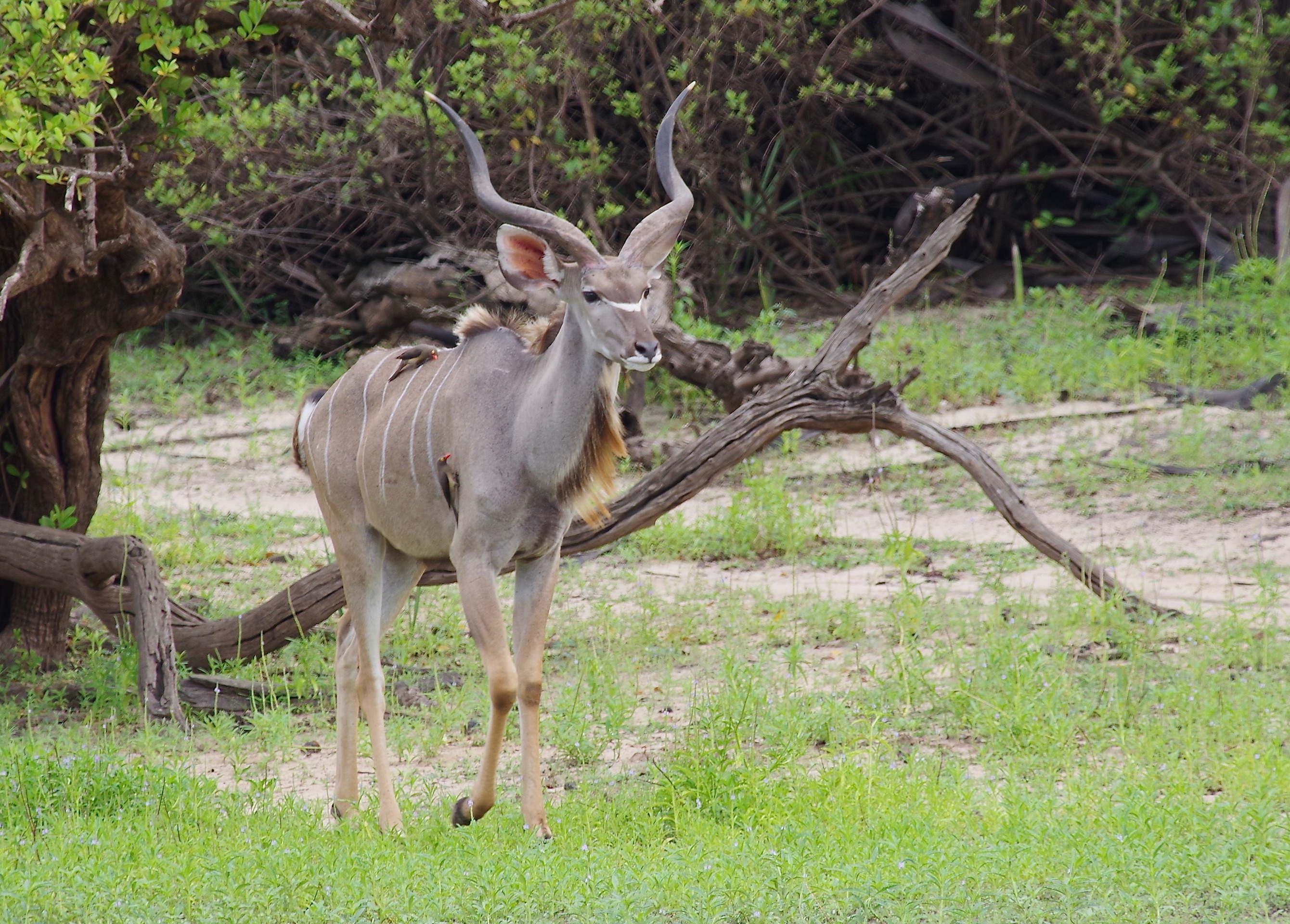 Greater Kudu