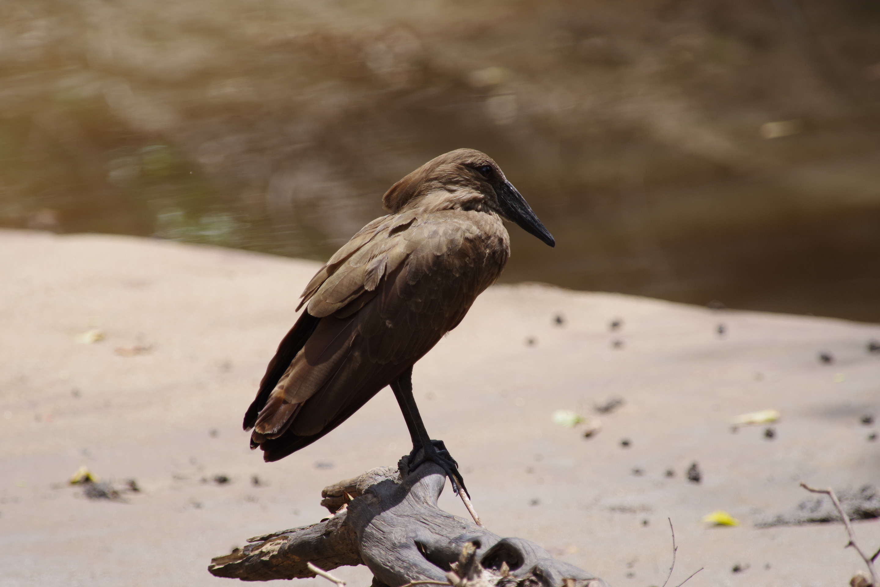 Hammerkop