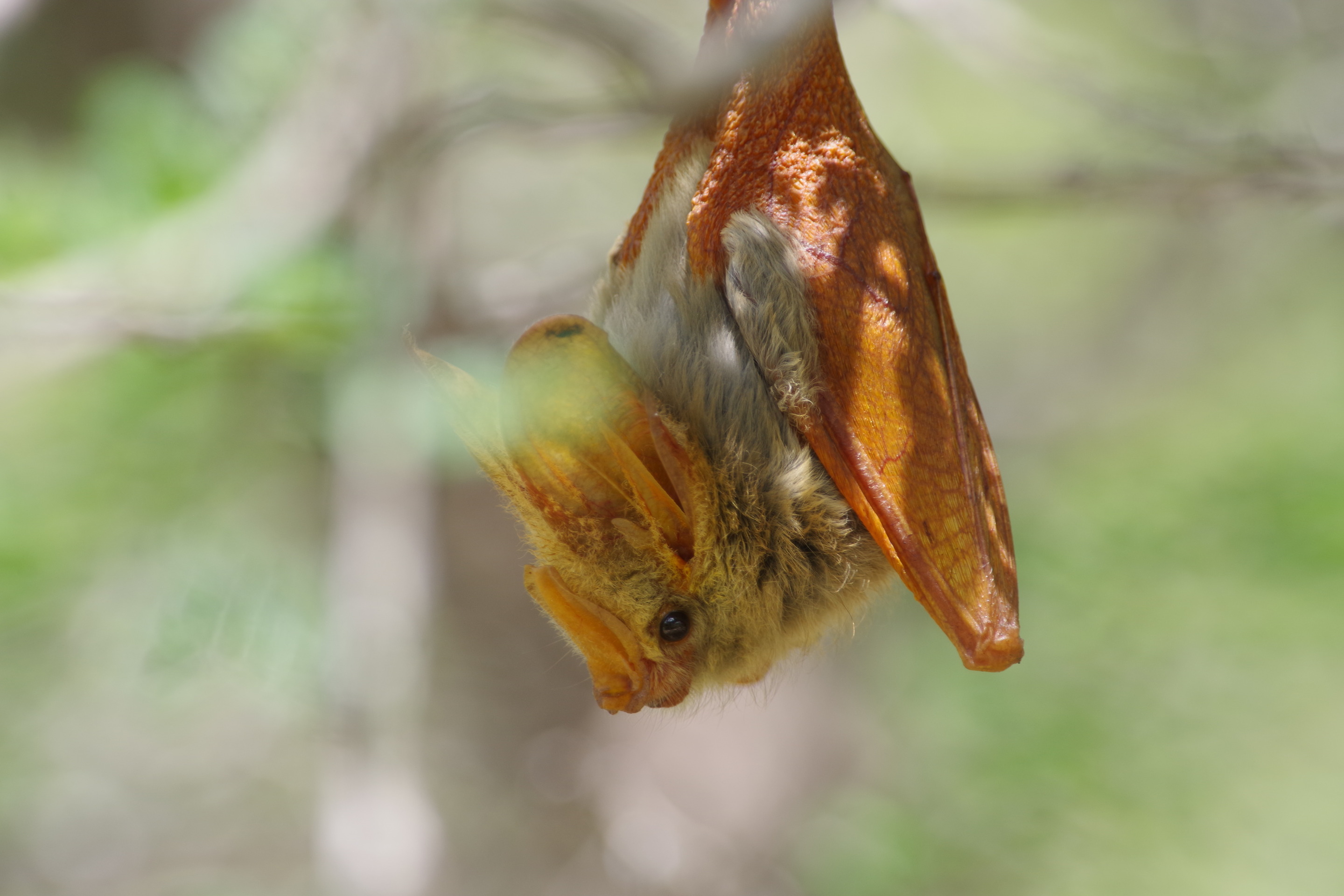 Yellow-winged Bat