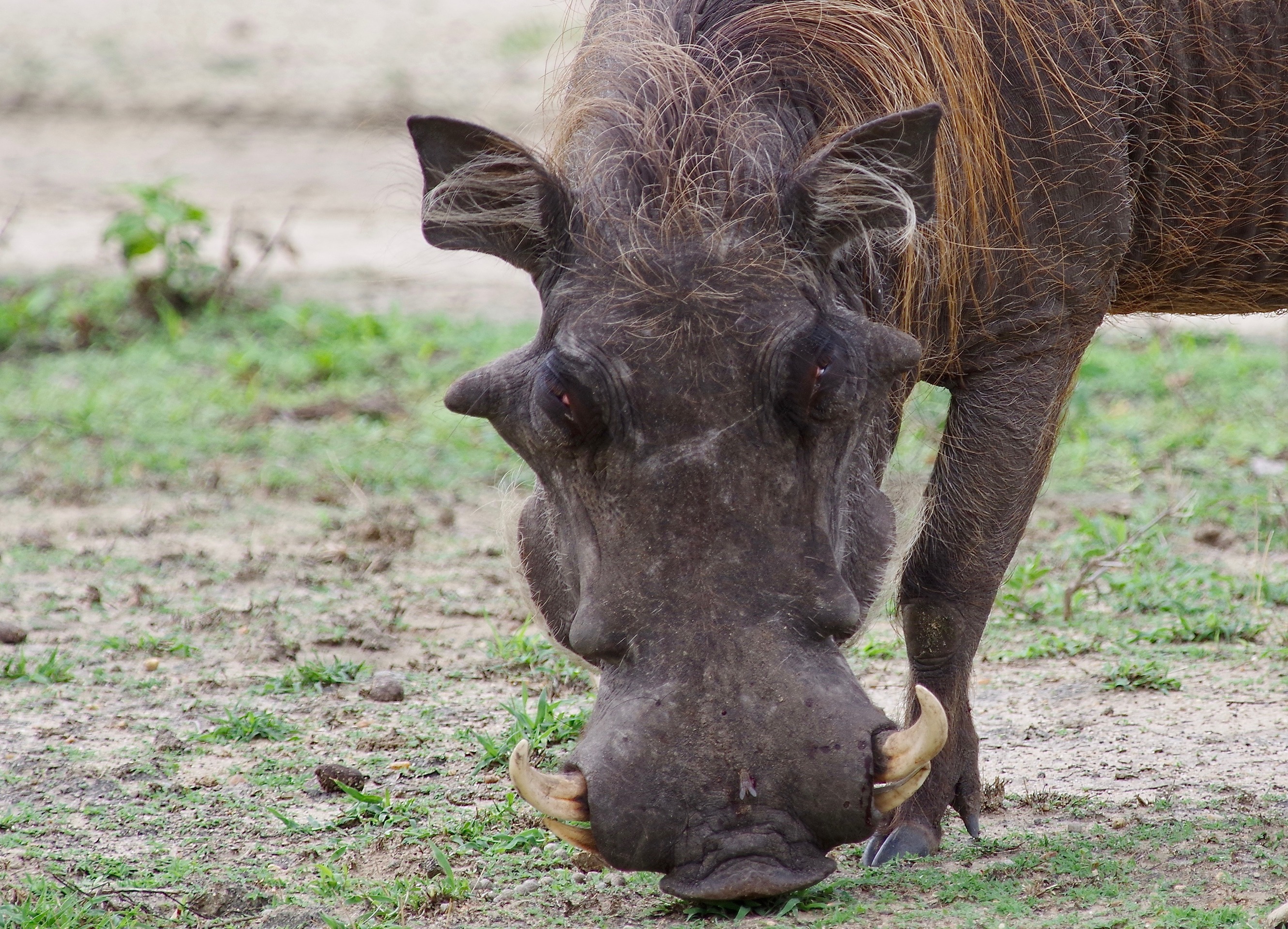 Warthog