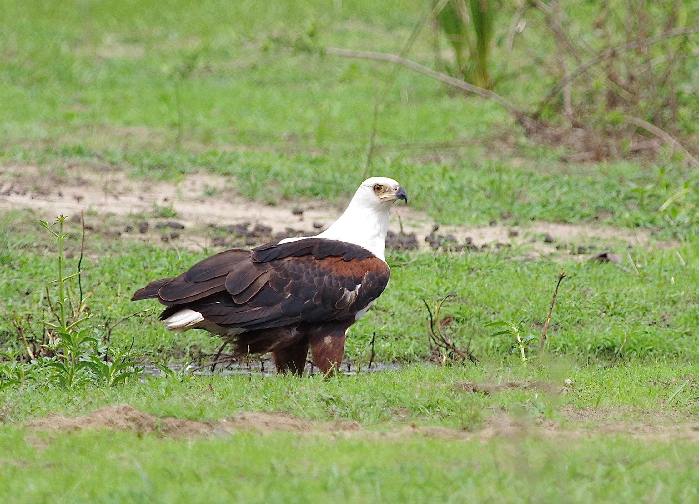 Af. Fish-eagle