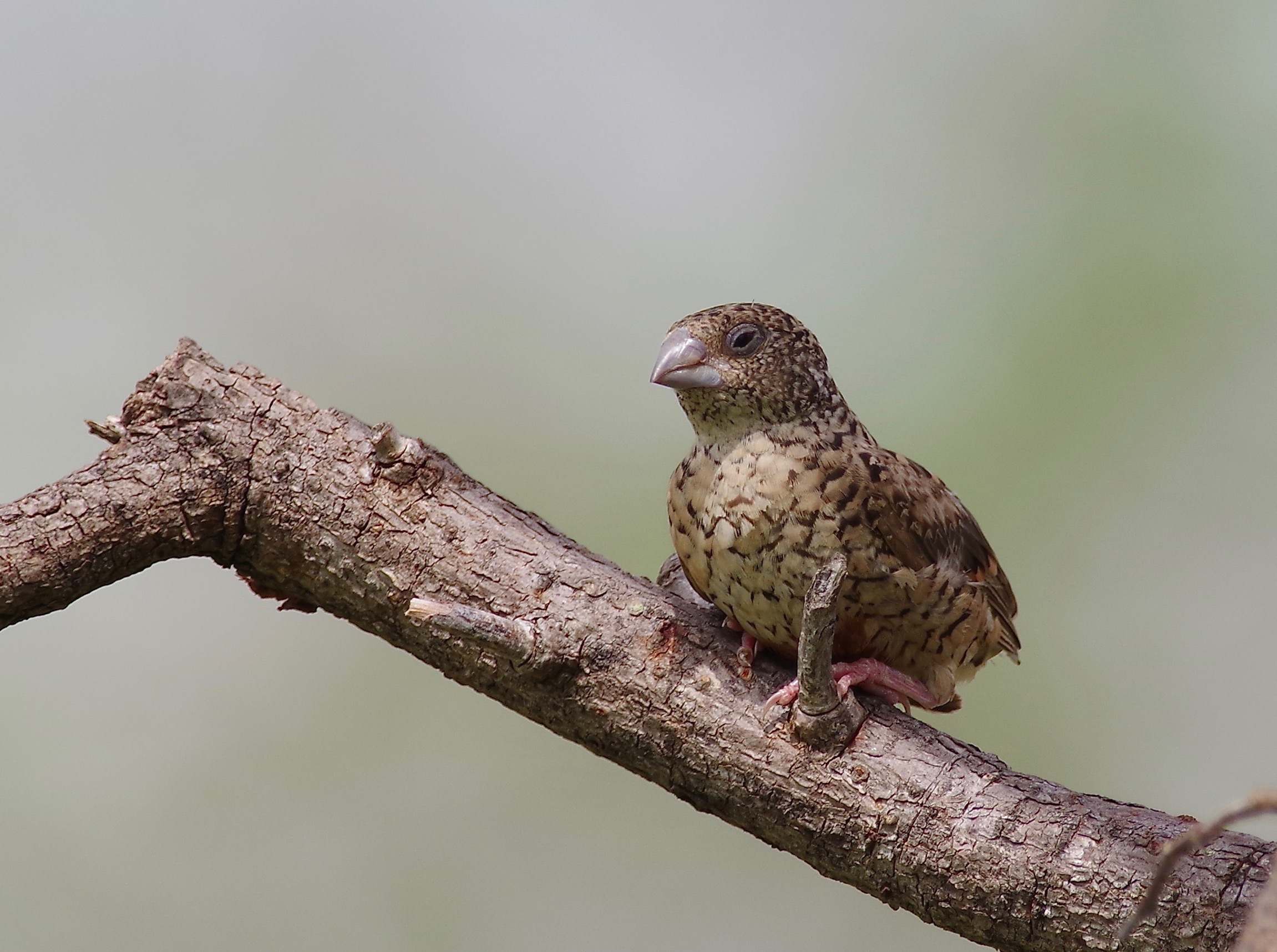 Cut-throat Finch (juv)