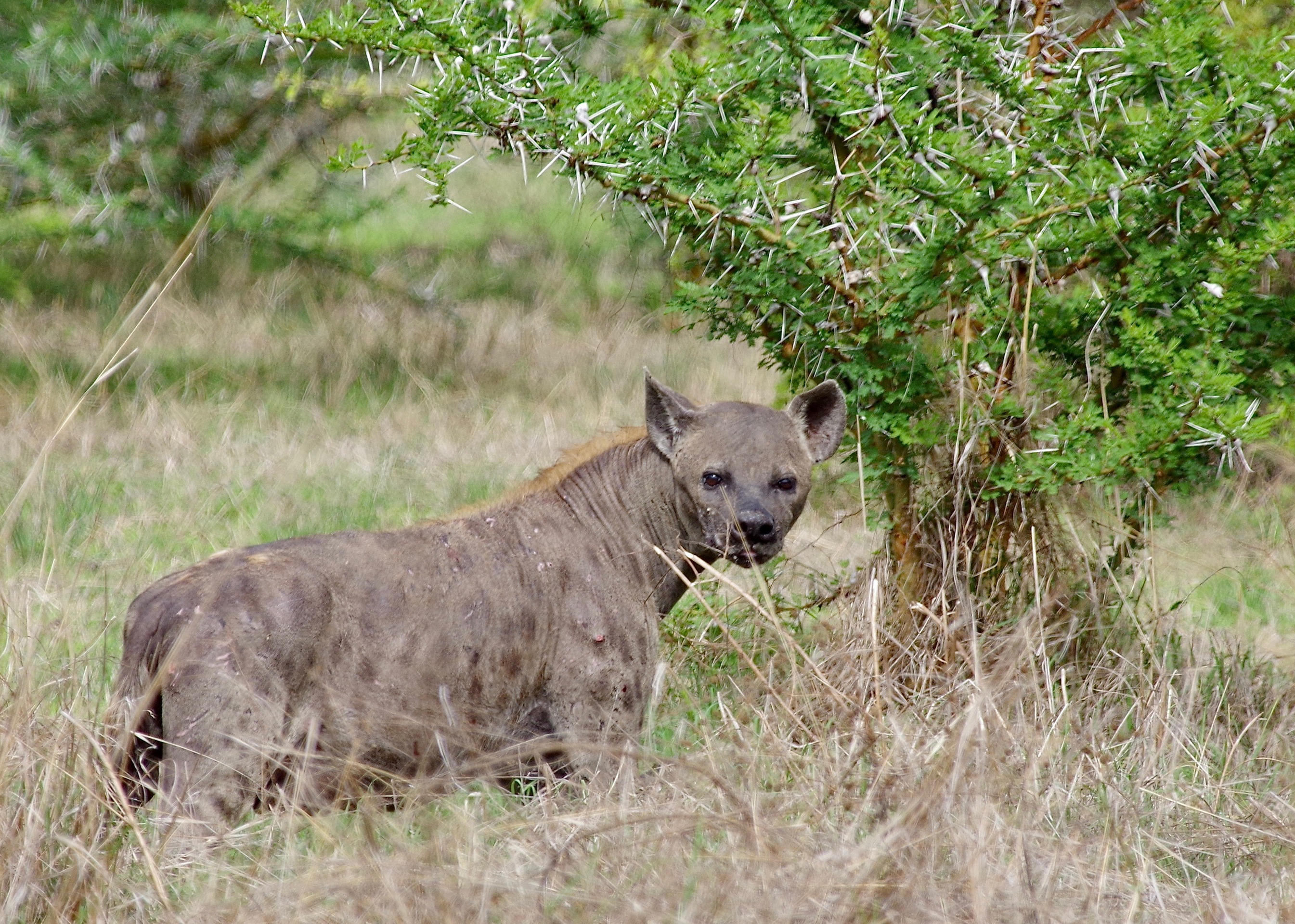 Spotted Hyena