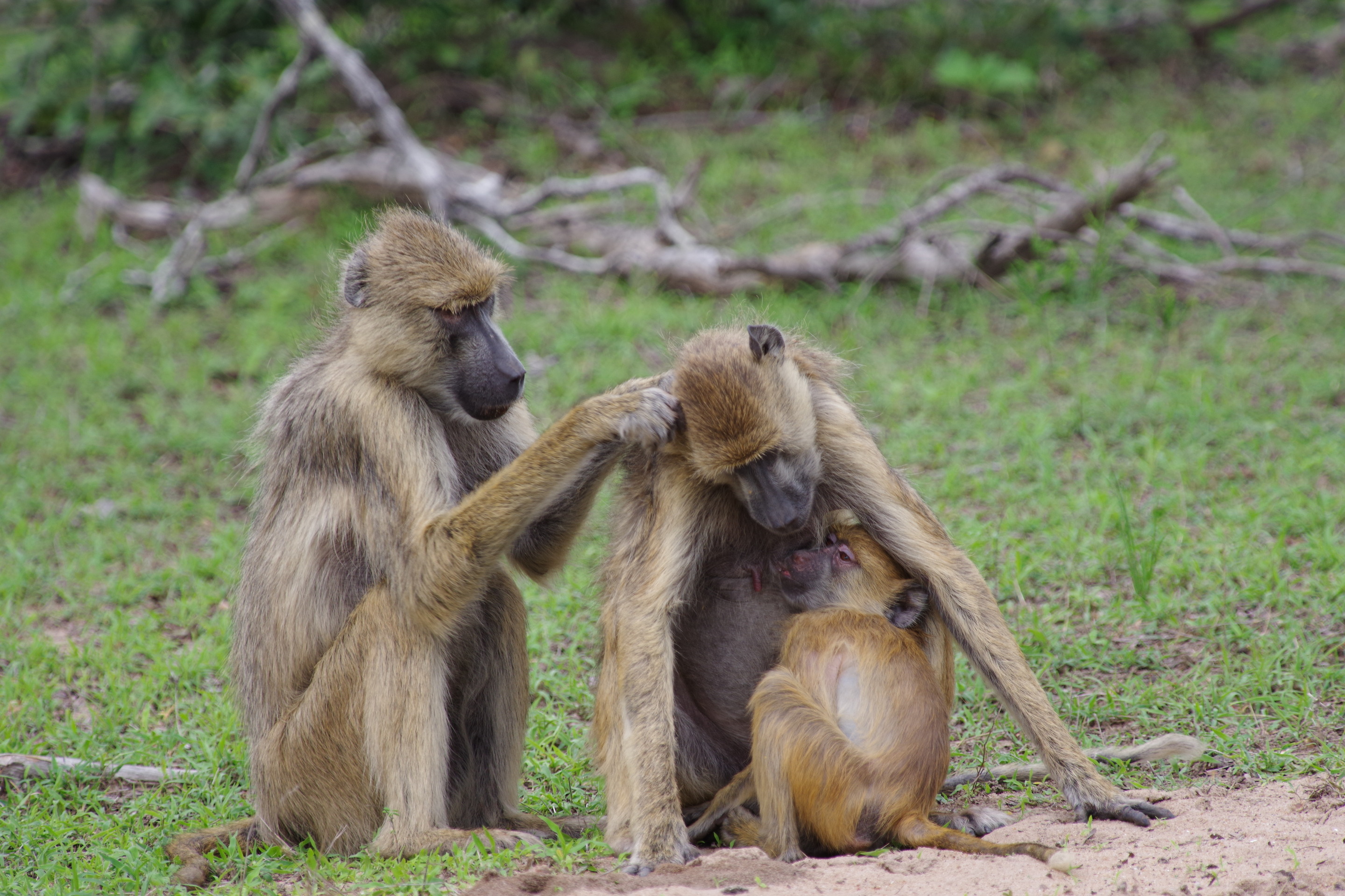 Baboon family