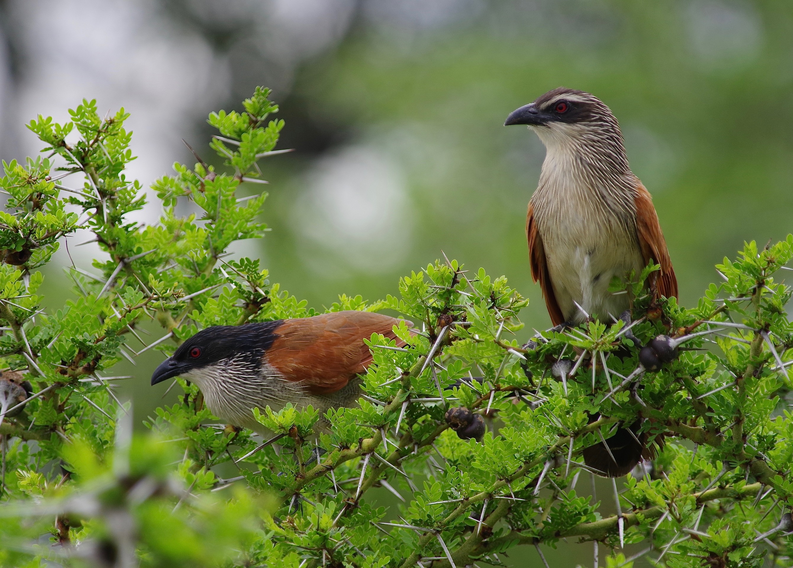 White-browed Coucal + hybrid mellan dito och Burchell's