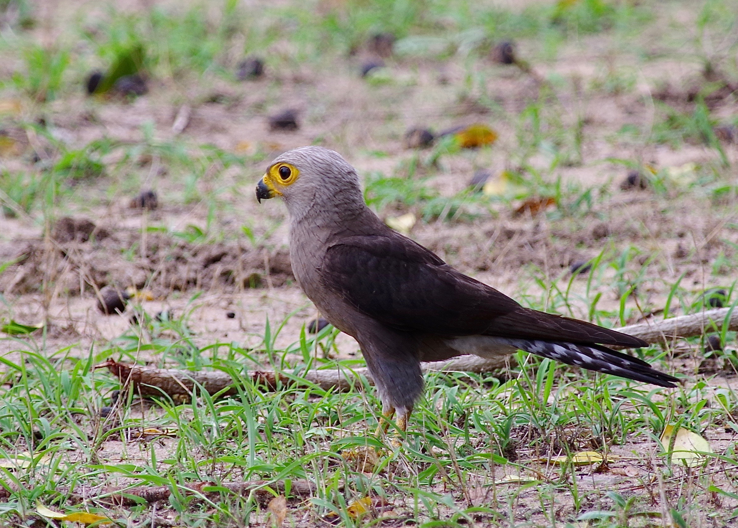 Dickinson's Kestrel