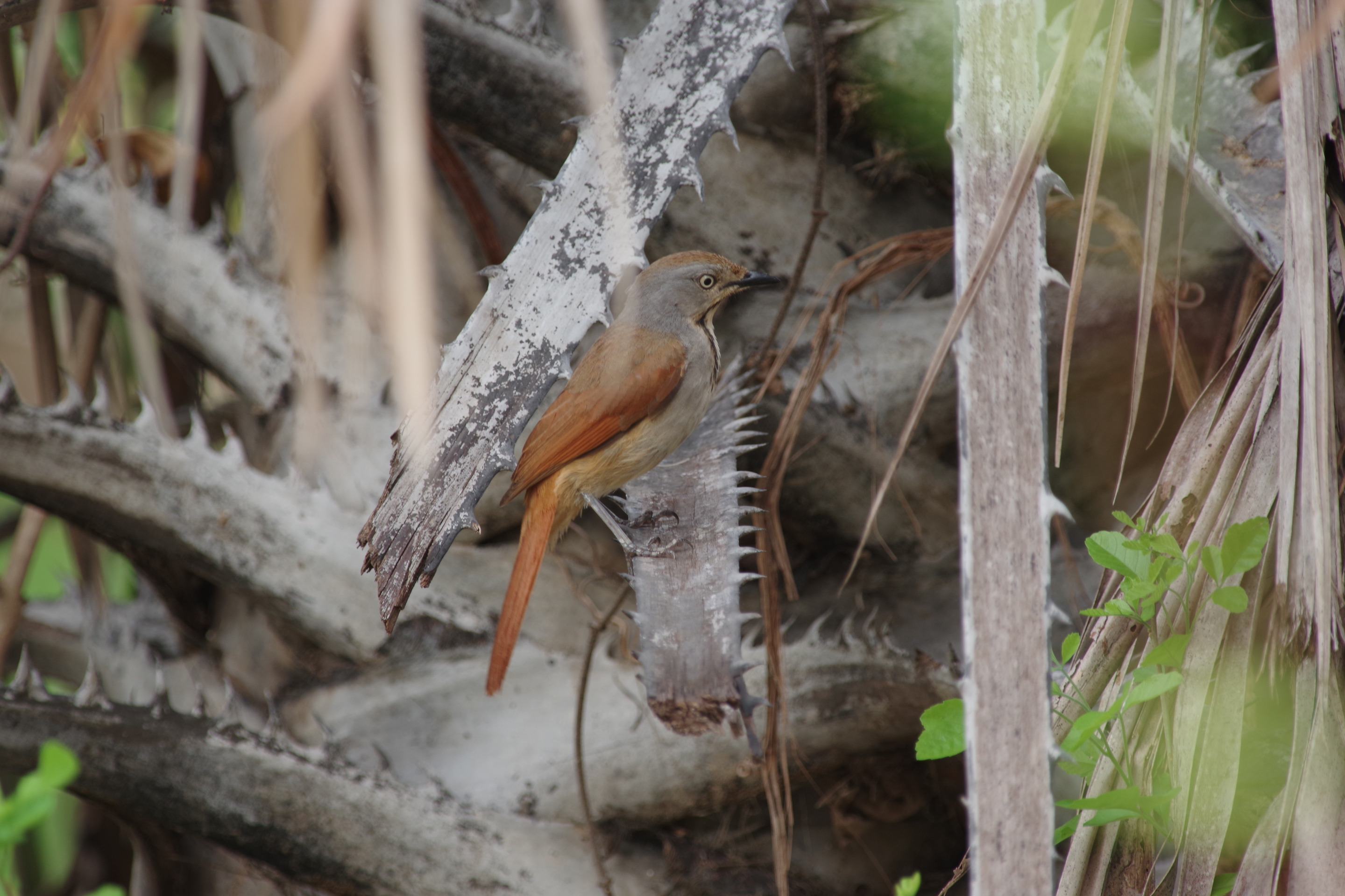 Collared Palm-thrush