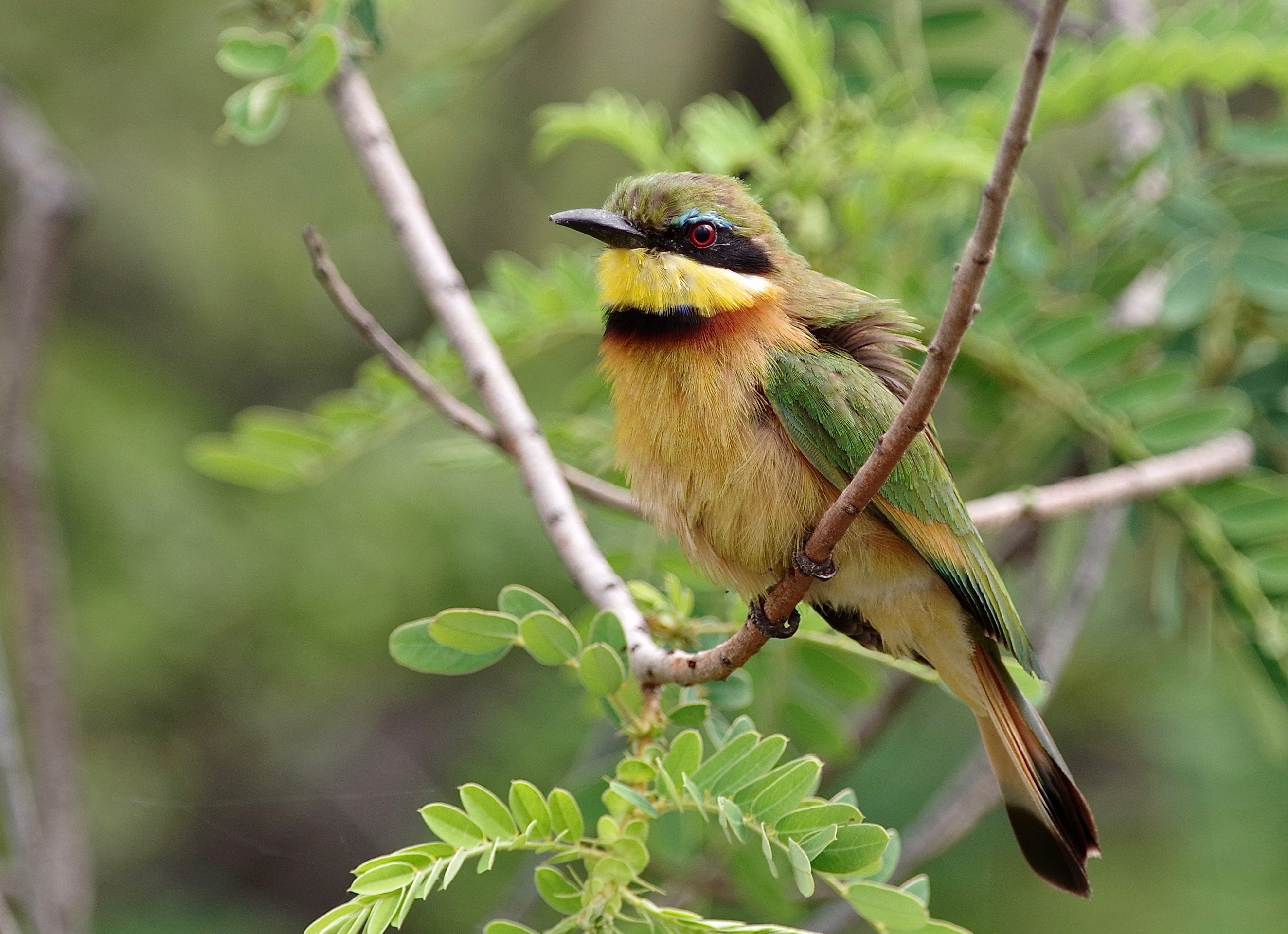 Little Bee-eater