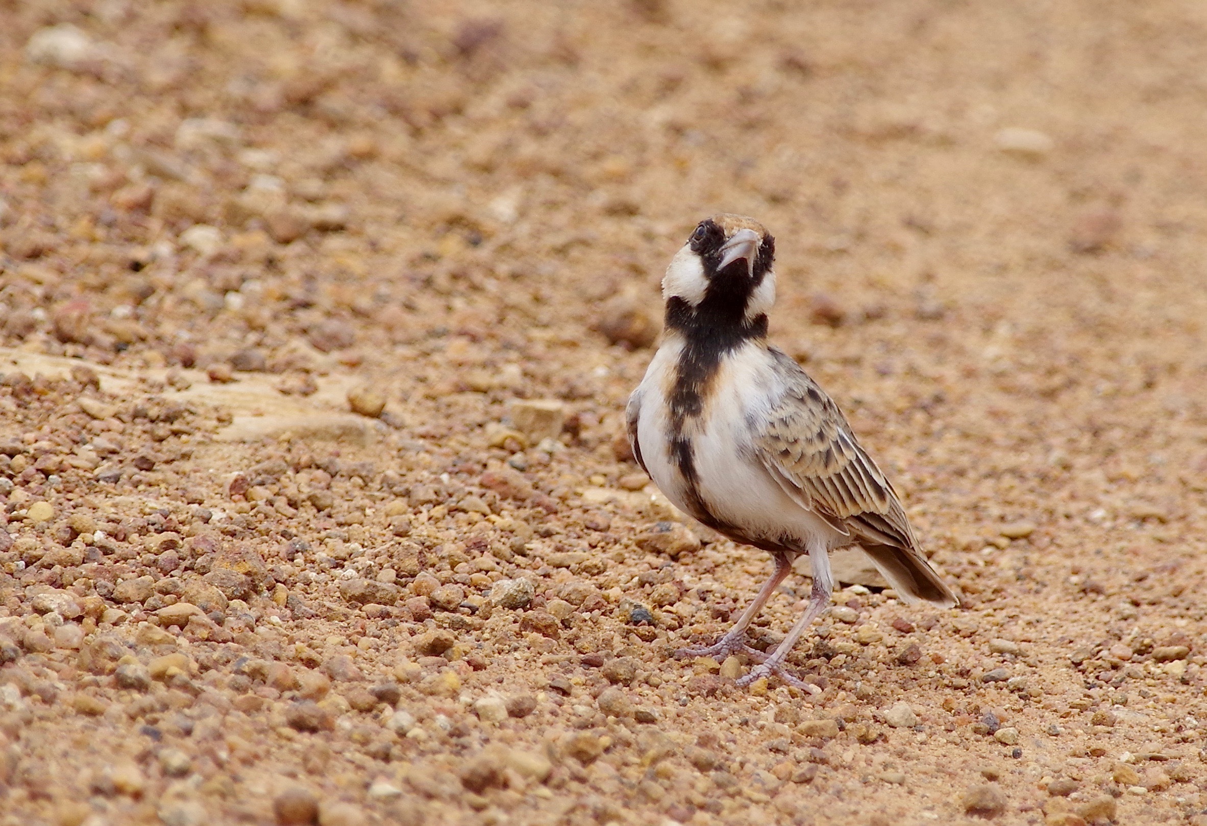 Fisher's Sparrow-weaver