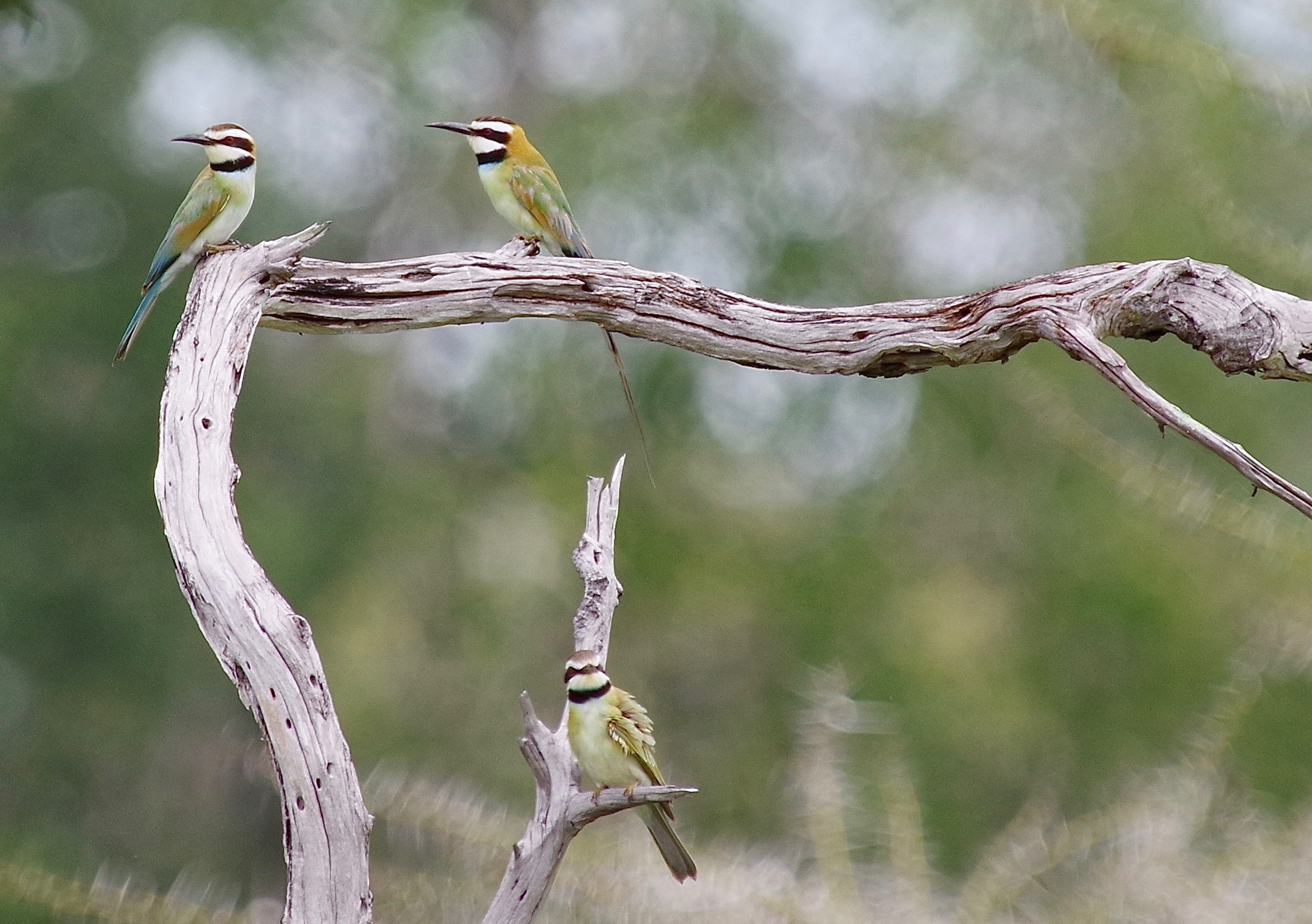 White-throated Bee-eater