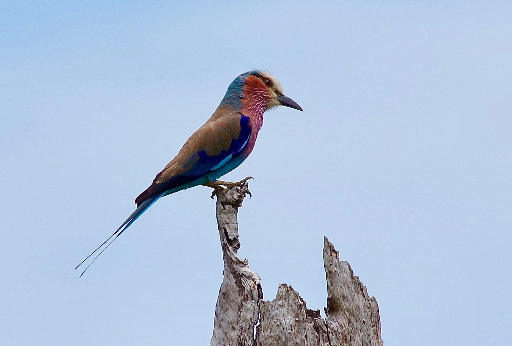 Lilac-breasted Roller