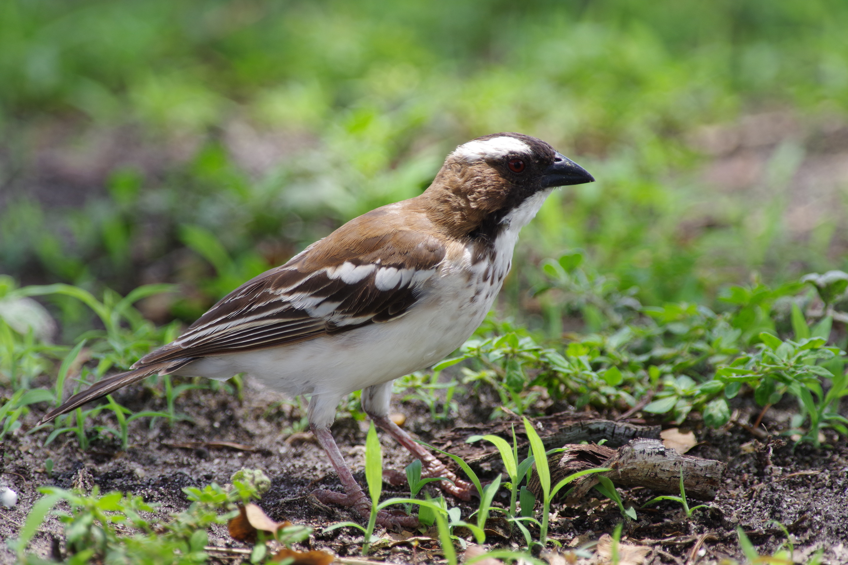 White-browed Sparrow-weaver