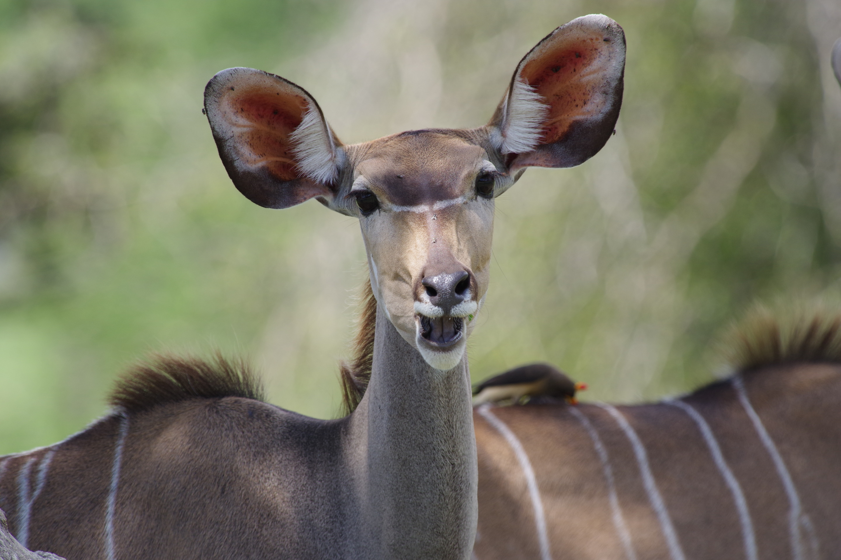 Lesser Kudu