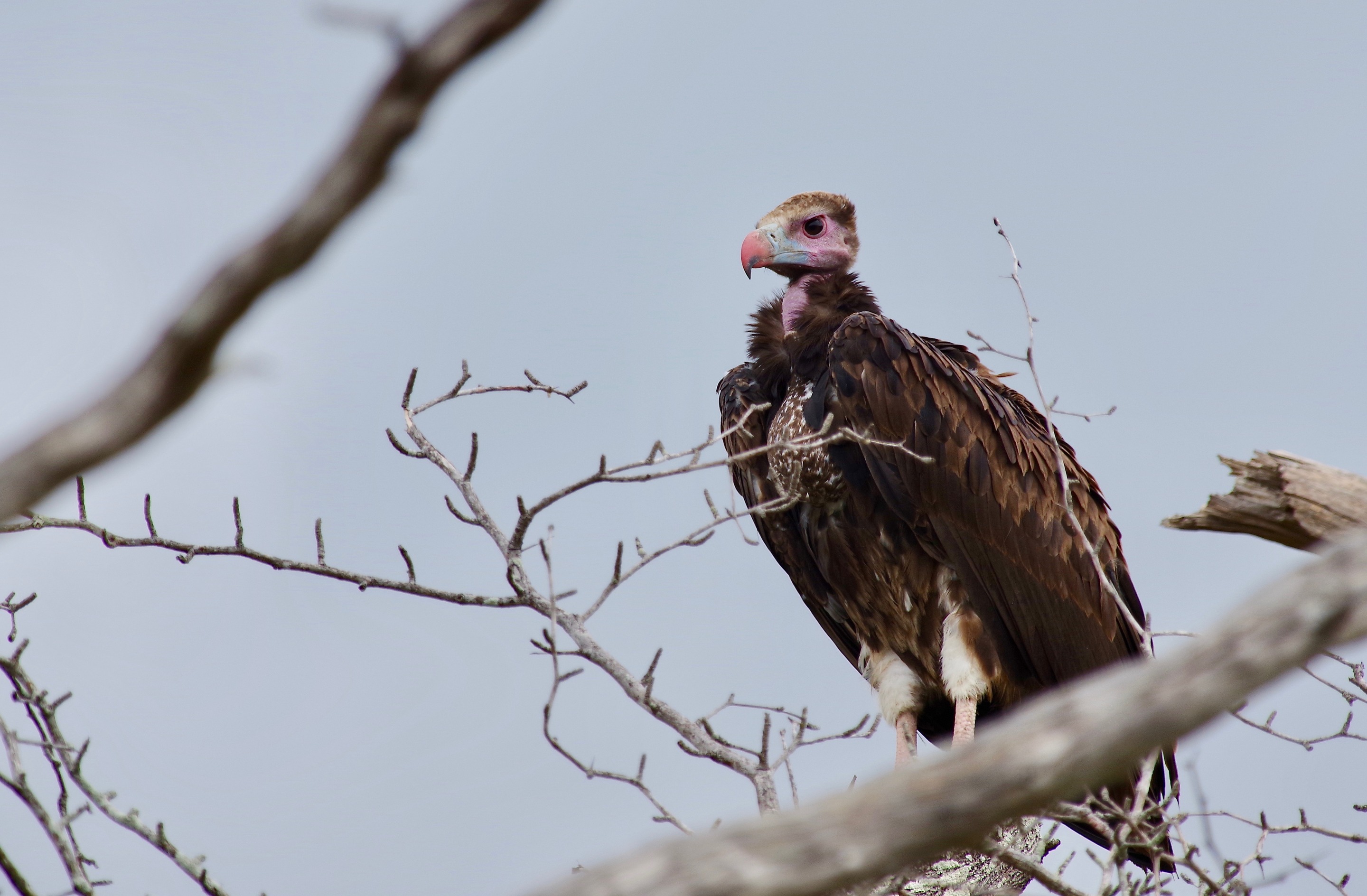 White-headed Vulture